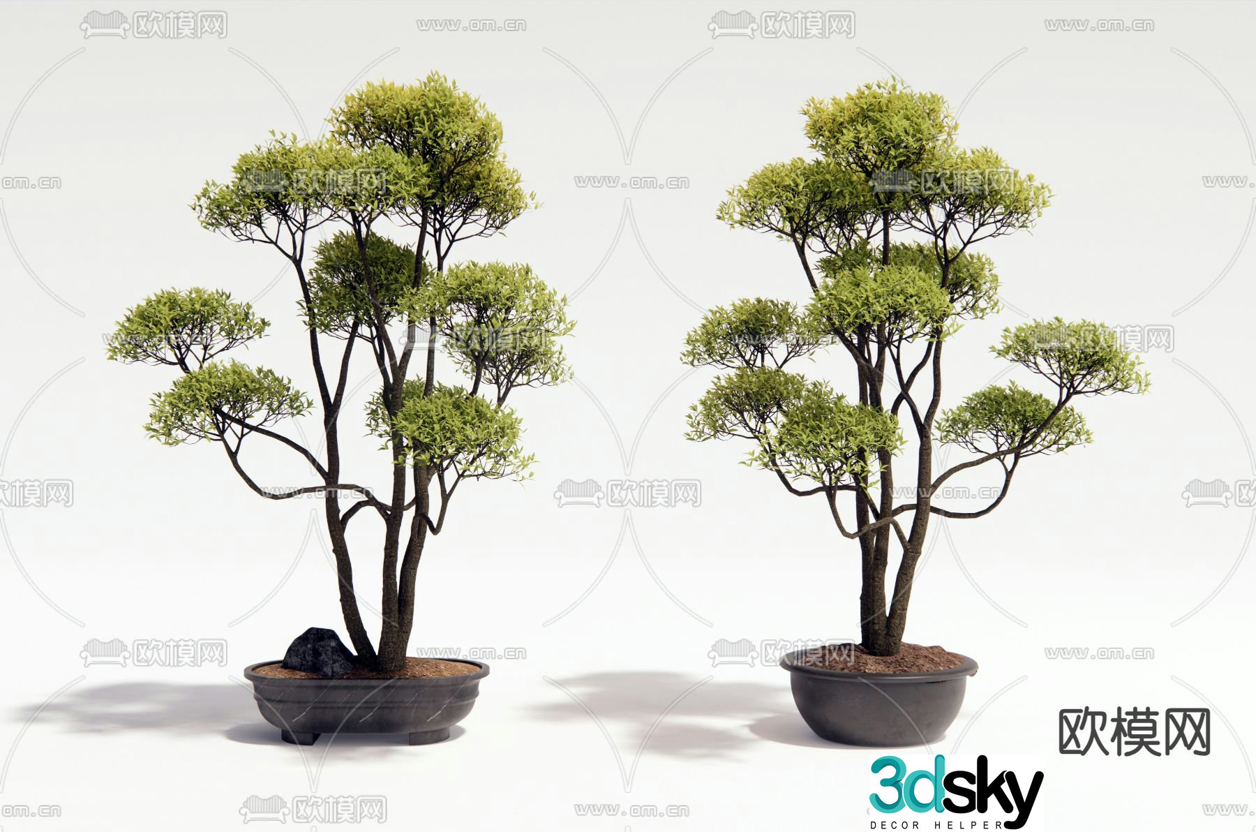 Potted plants Bonsai Green plants 3D model
