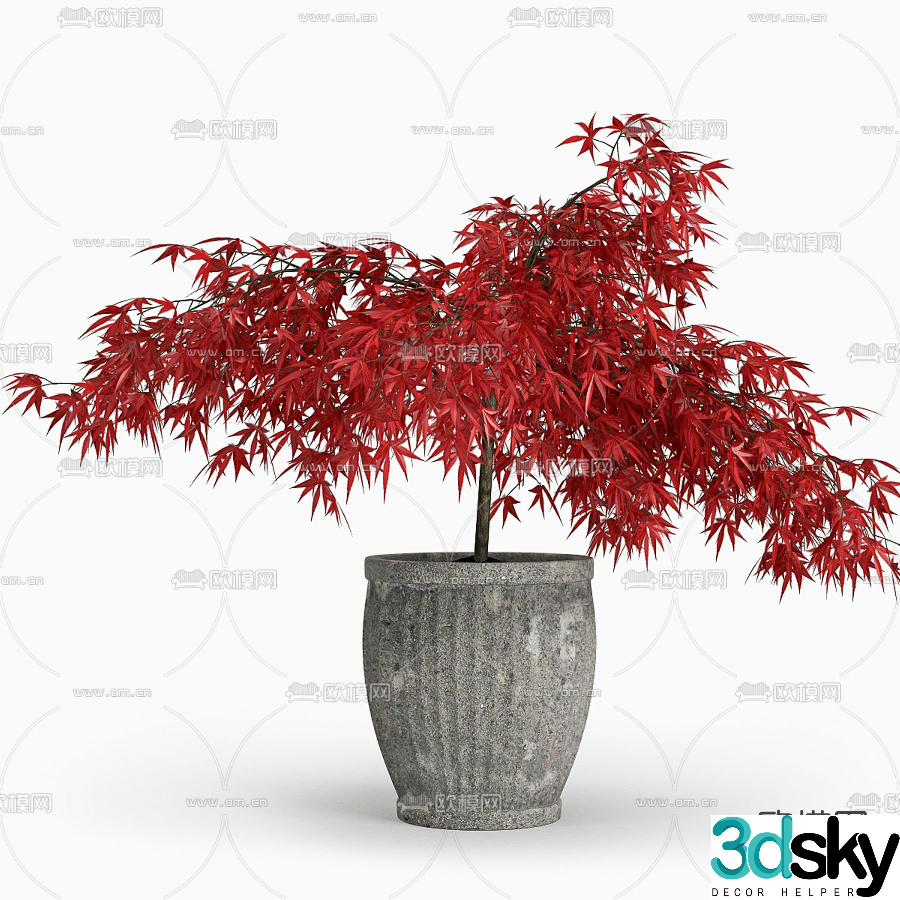 Maple leaf bonsai Indoor bonsai 3D model