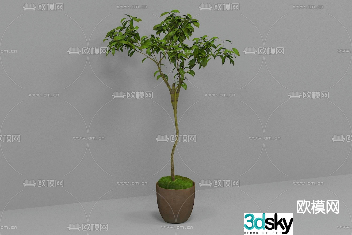 Money tree potted 3d model