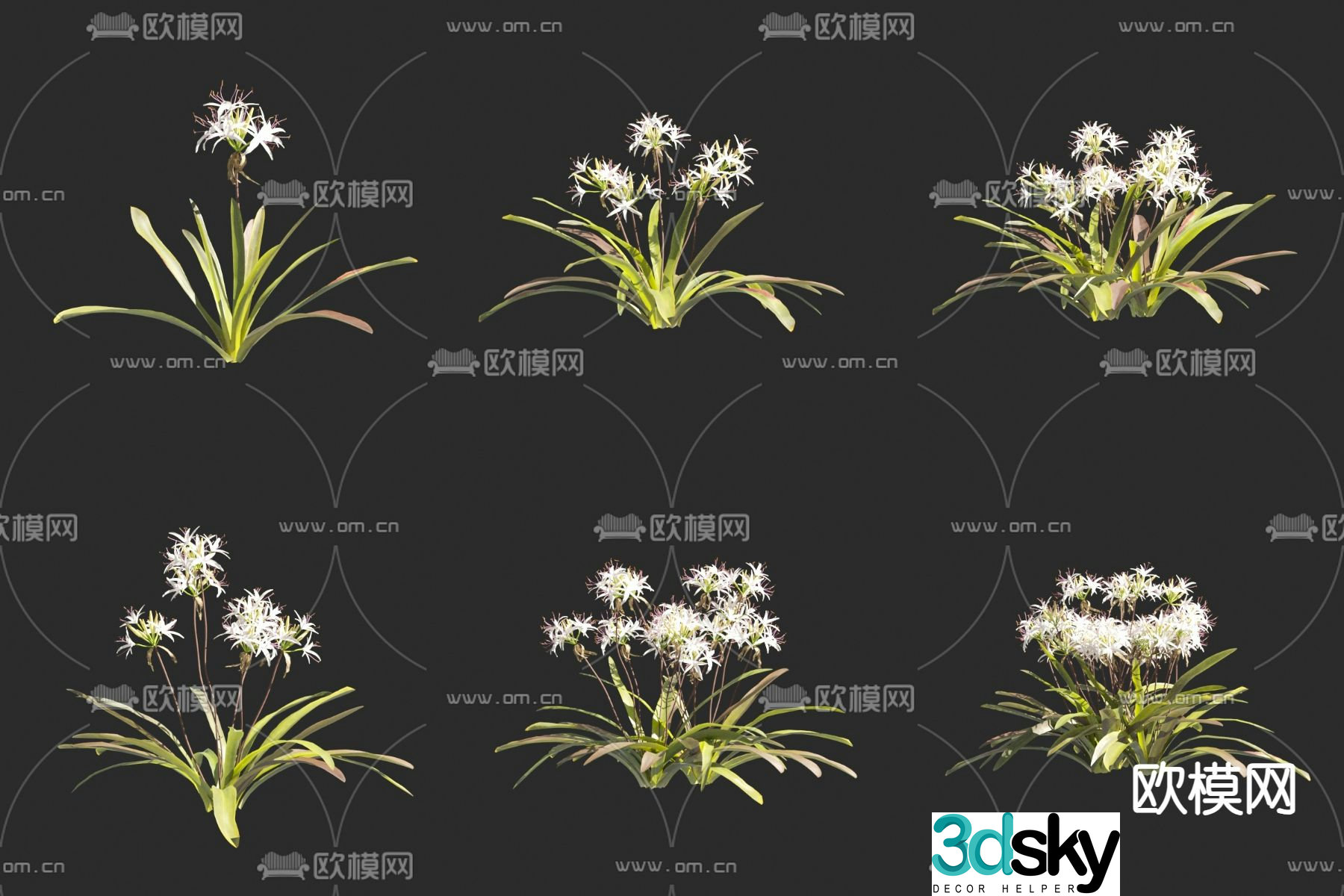 Manjushri orchid flowers and plants orchid 3D model