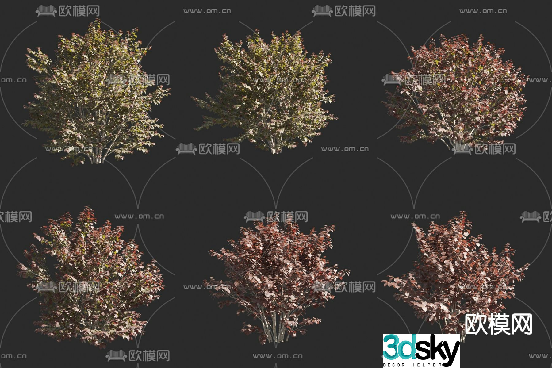 Purple leaf big fruit hazel purple leaf hazel shrub 3D model