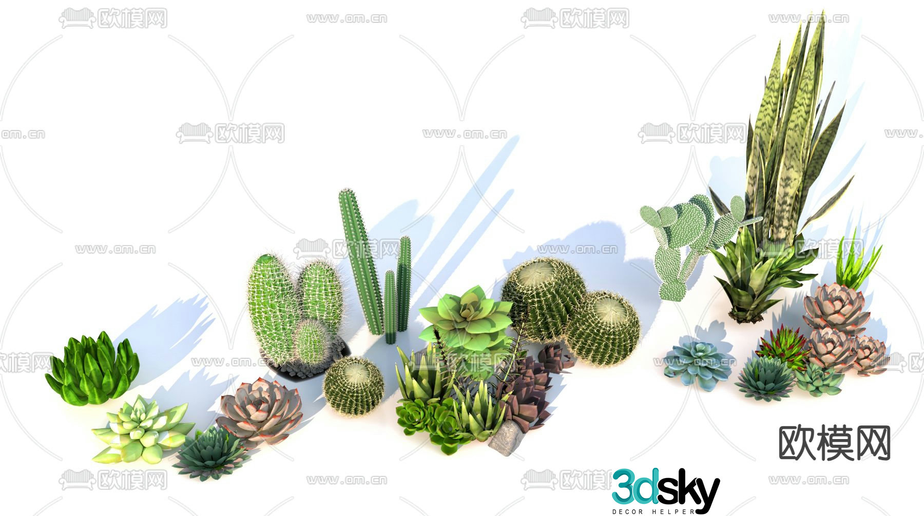 Cactus Succulent Flowers and Plants 3D Model