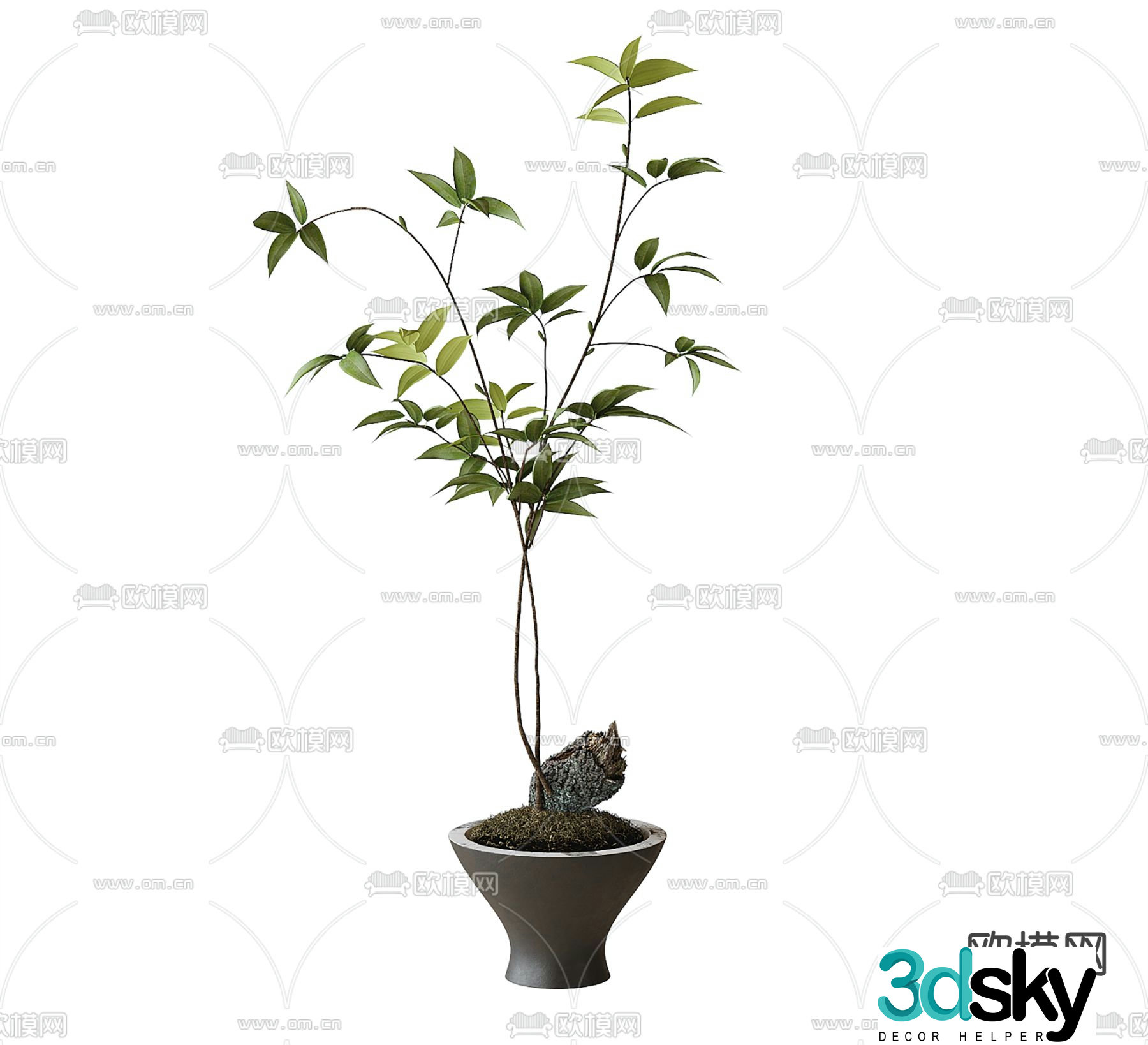 Potted plants Bonsai Green plants 3D model