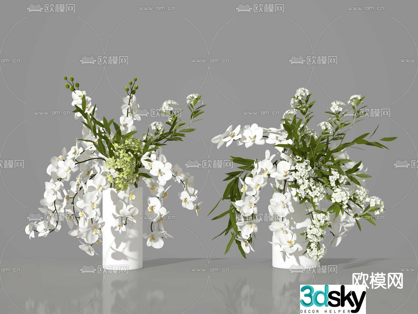 Plant Phalaenopsis 3d model