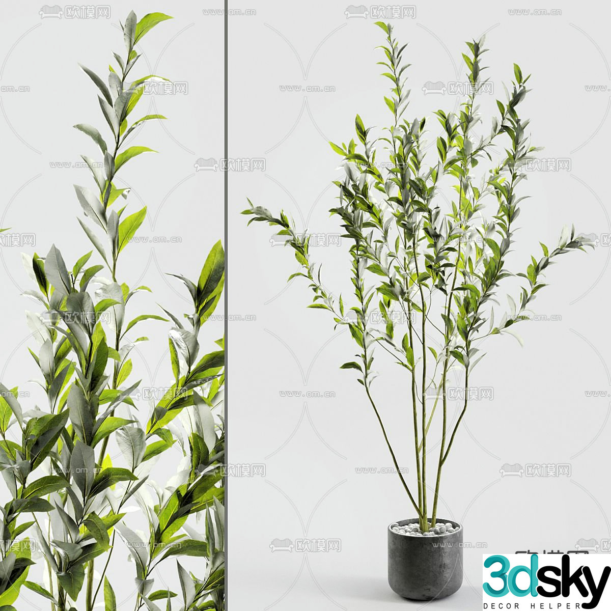 Plant potted indoor potted plant 3d model