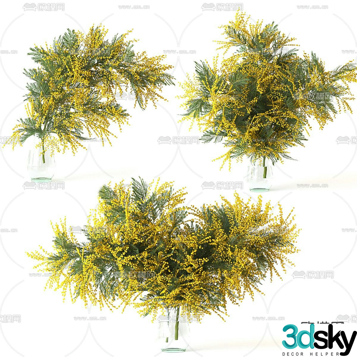 Mimosa 3d model