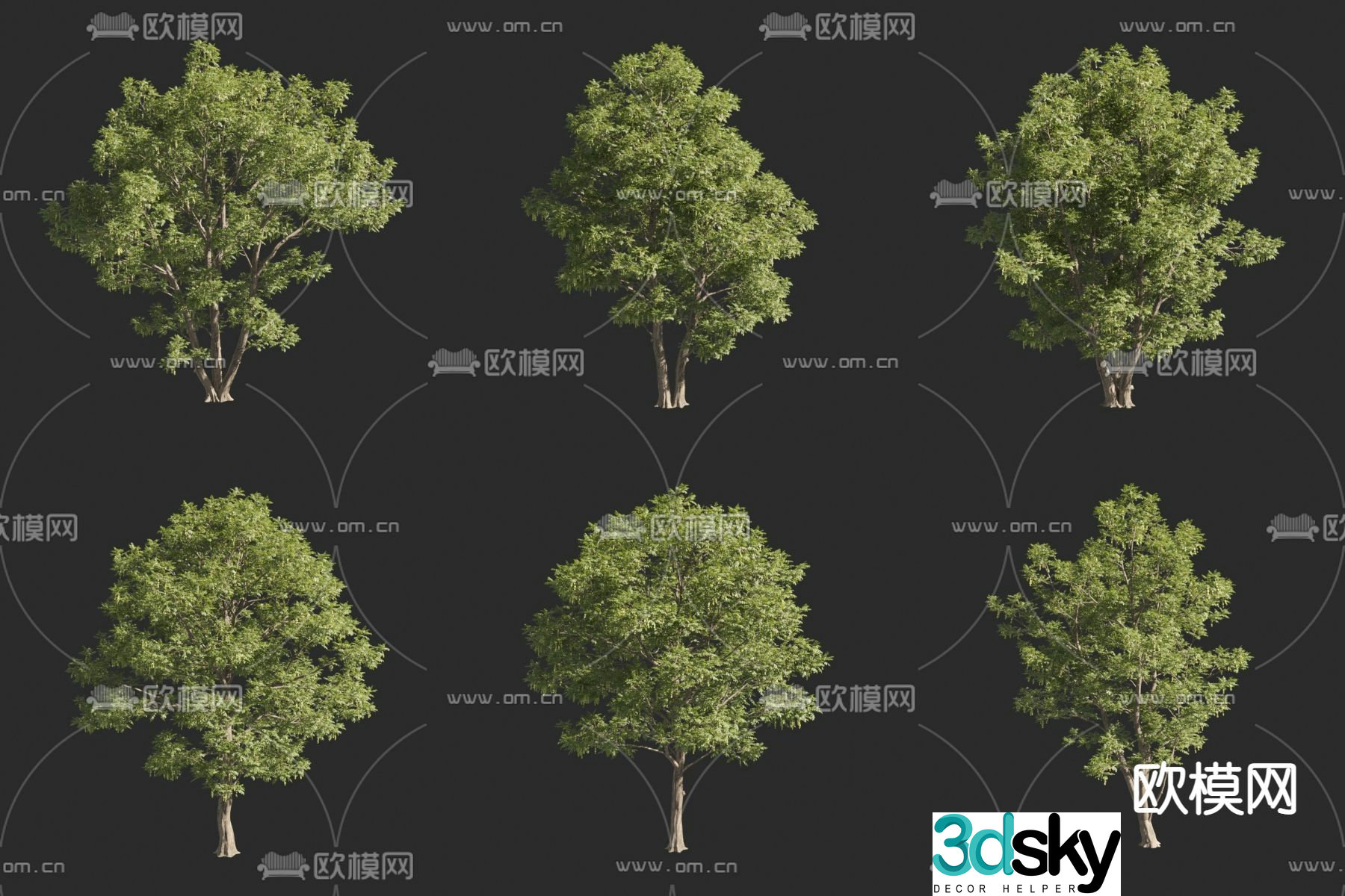 Caucasian maple poplar ash leaves maple poplar landscape tree big tree 3D model