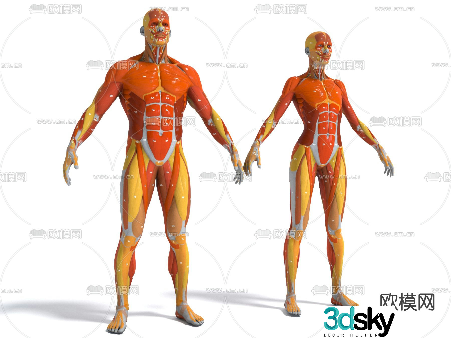 Medical equipment, human tissue, muscle tissue, specimen, general 3D model