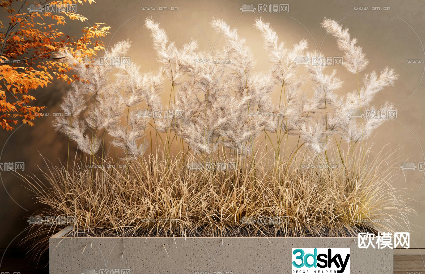 Setaria flower potted plant 3D model