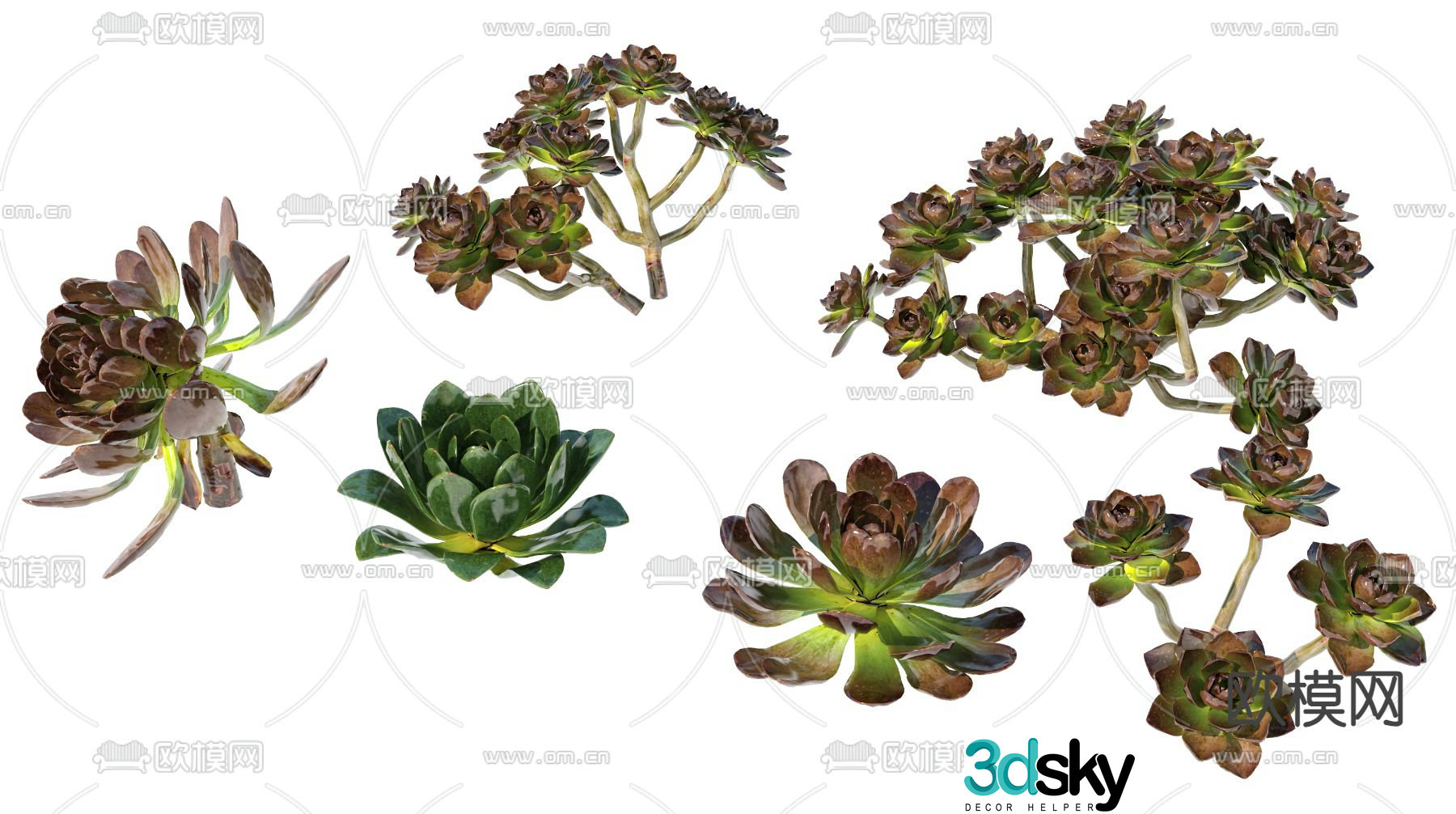 Succulent Black Mage 3D Model