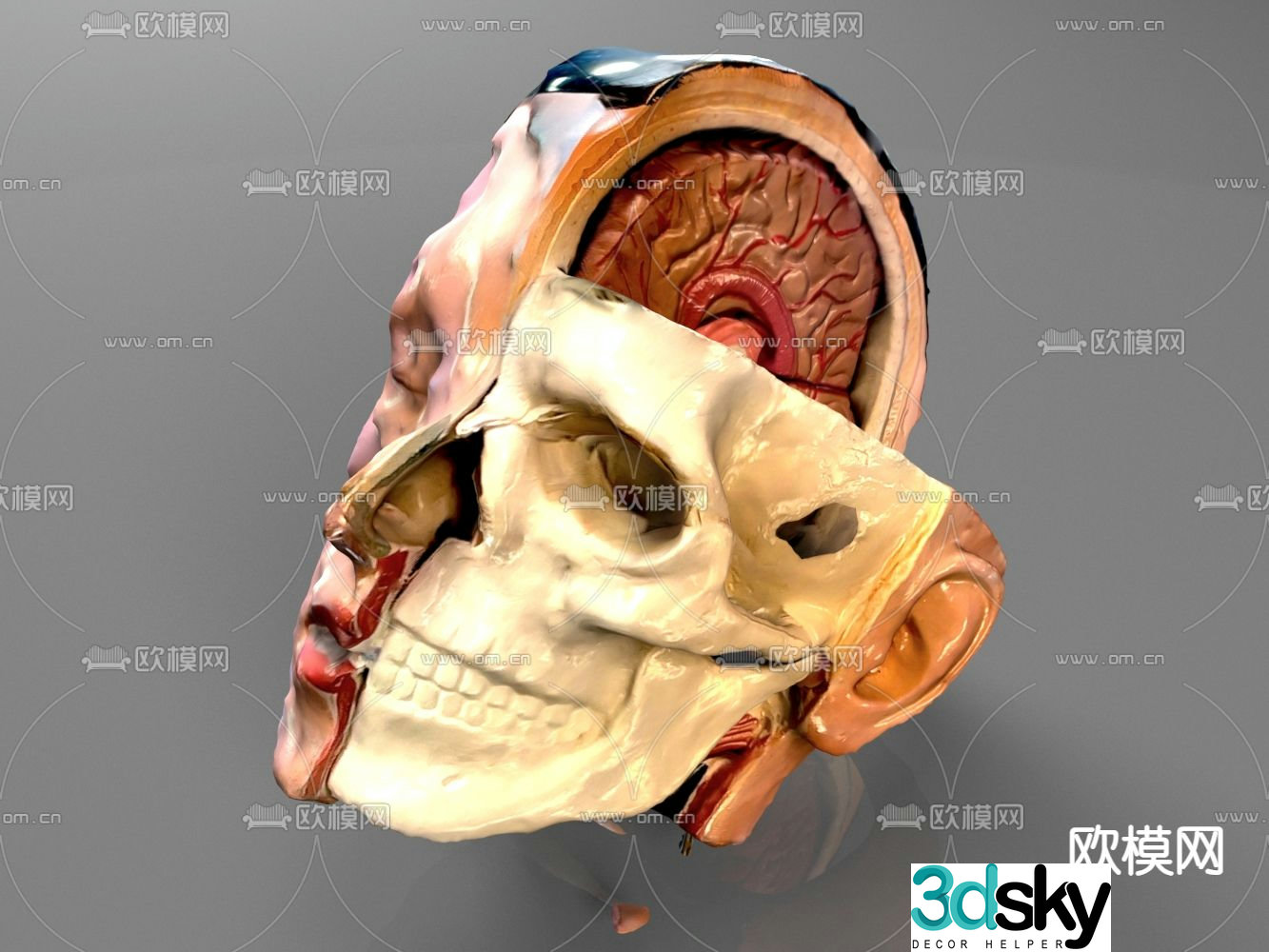 Medical mold brain structure head structure 3d model