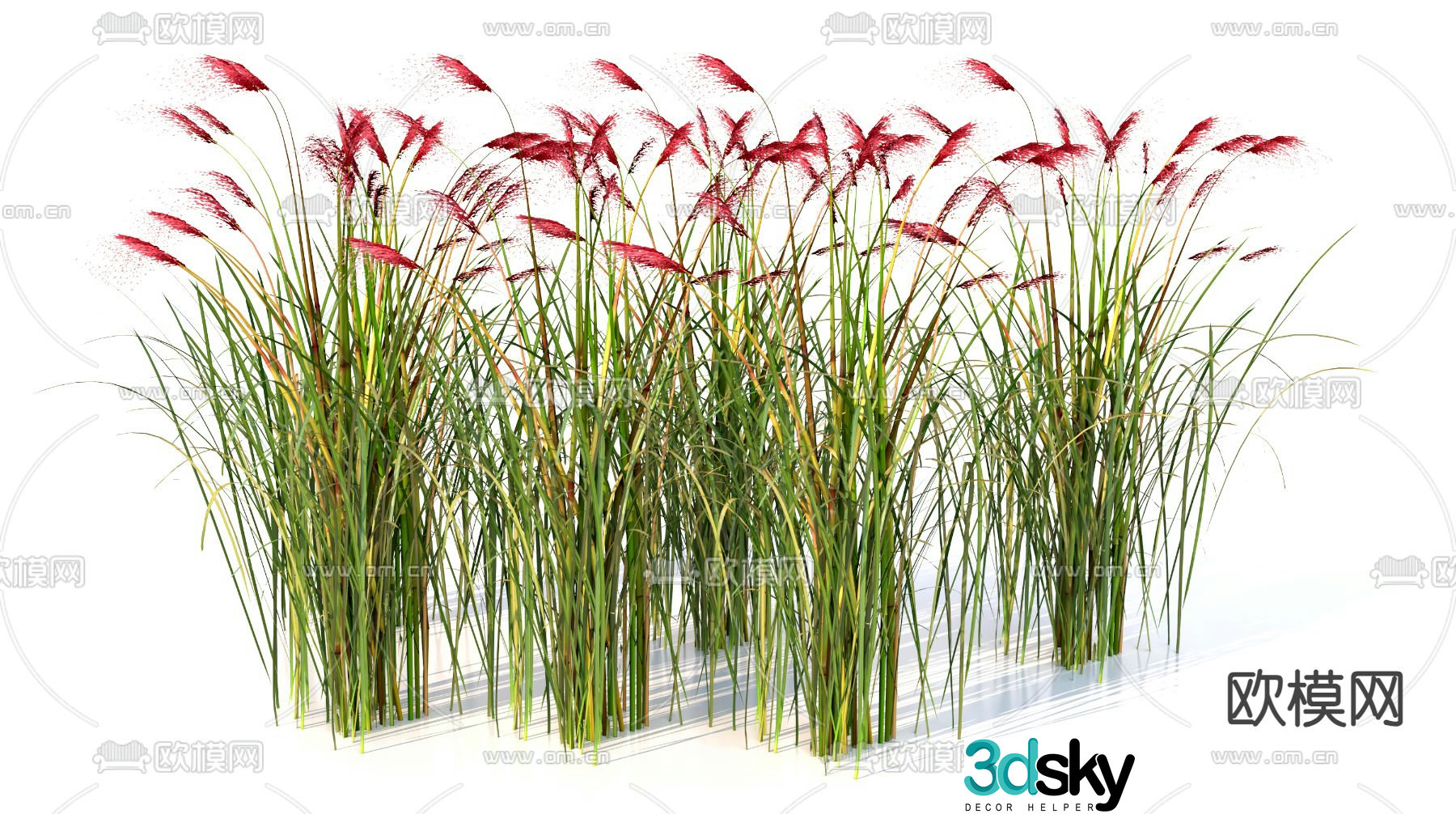 Wolftail grass flower and grass 3d model