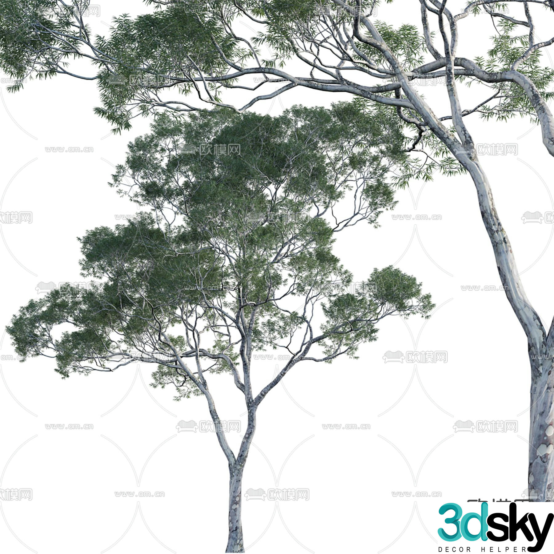 Big tree Eucalyptus landscape tree 3d model