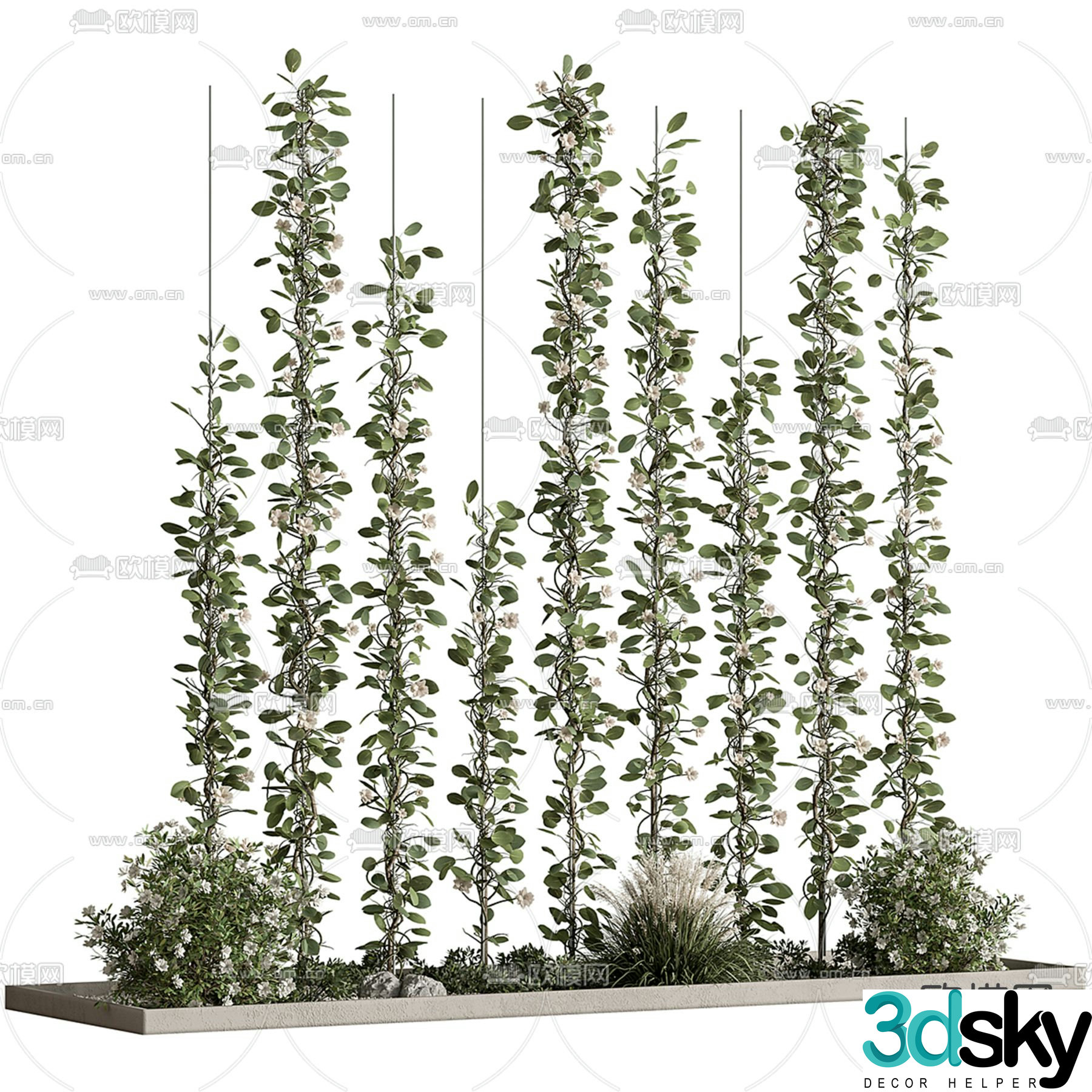 Ivy Ivy Vine 3d model