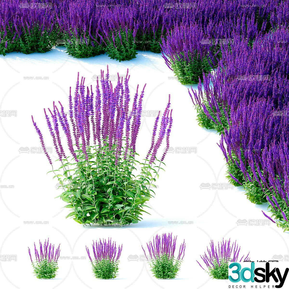 lavender flowers herb 3d model
