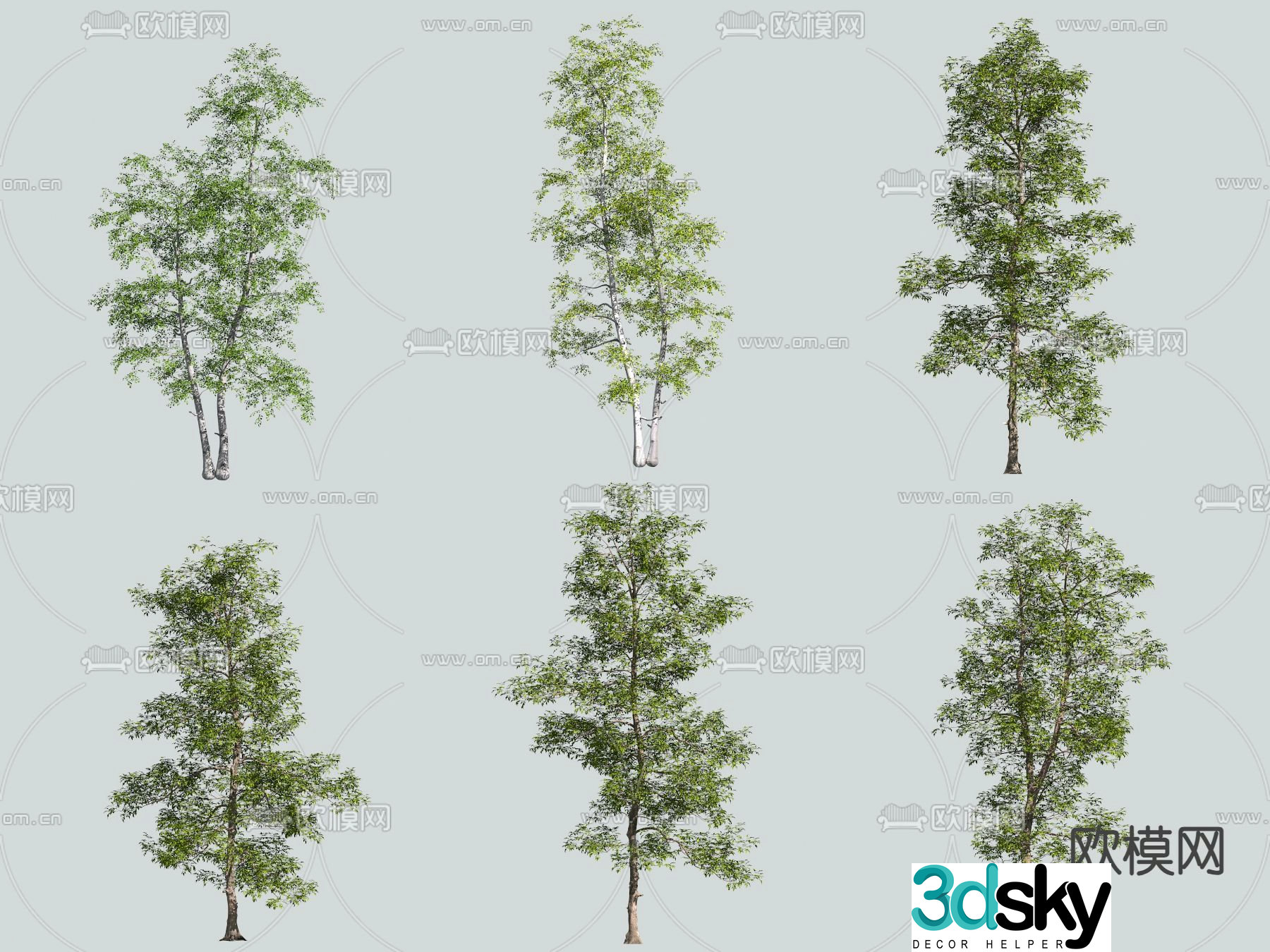 gray birch hickory landscape tree trees 3d model