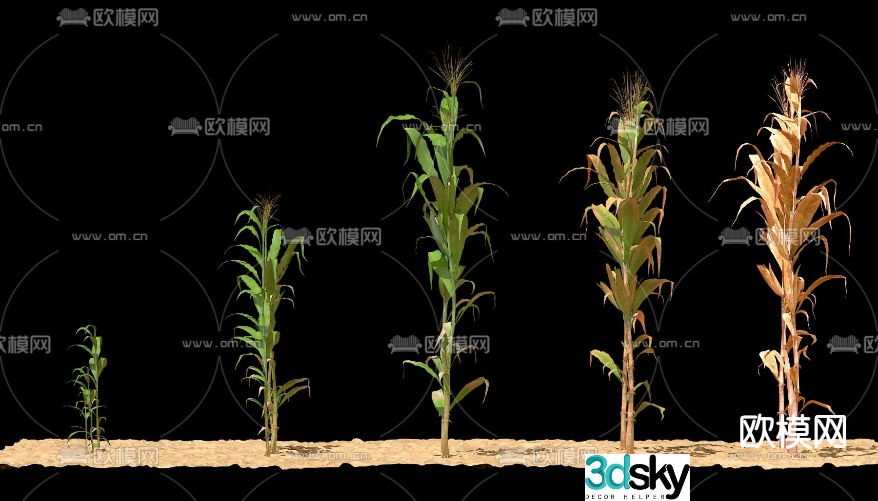 Herbs corn seedlings corn 3d model