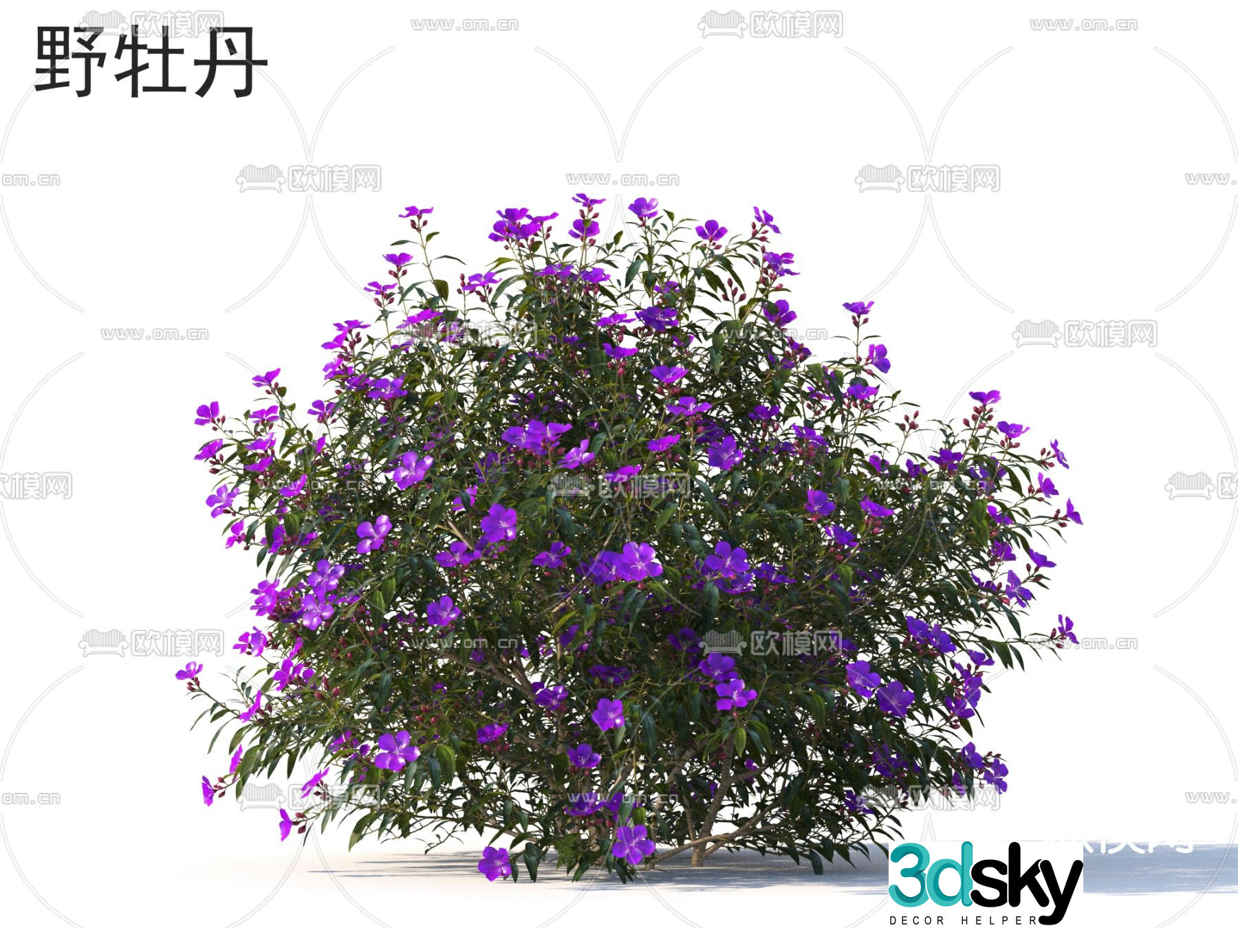 Peony flower plant 3d model