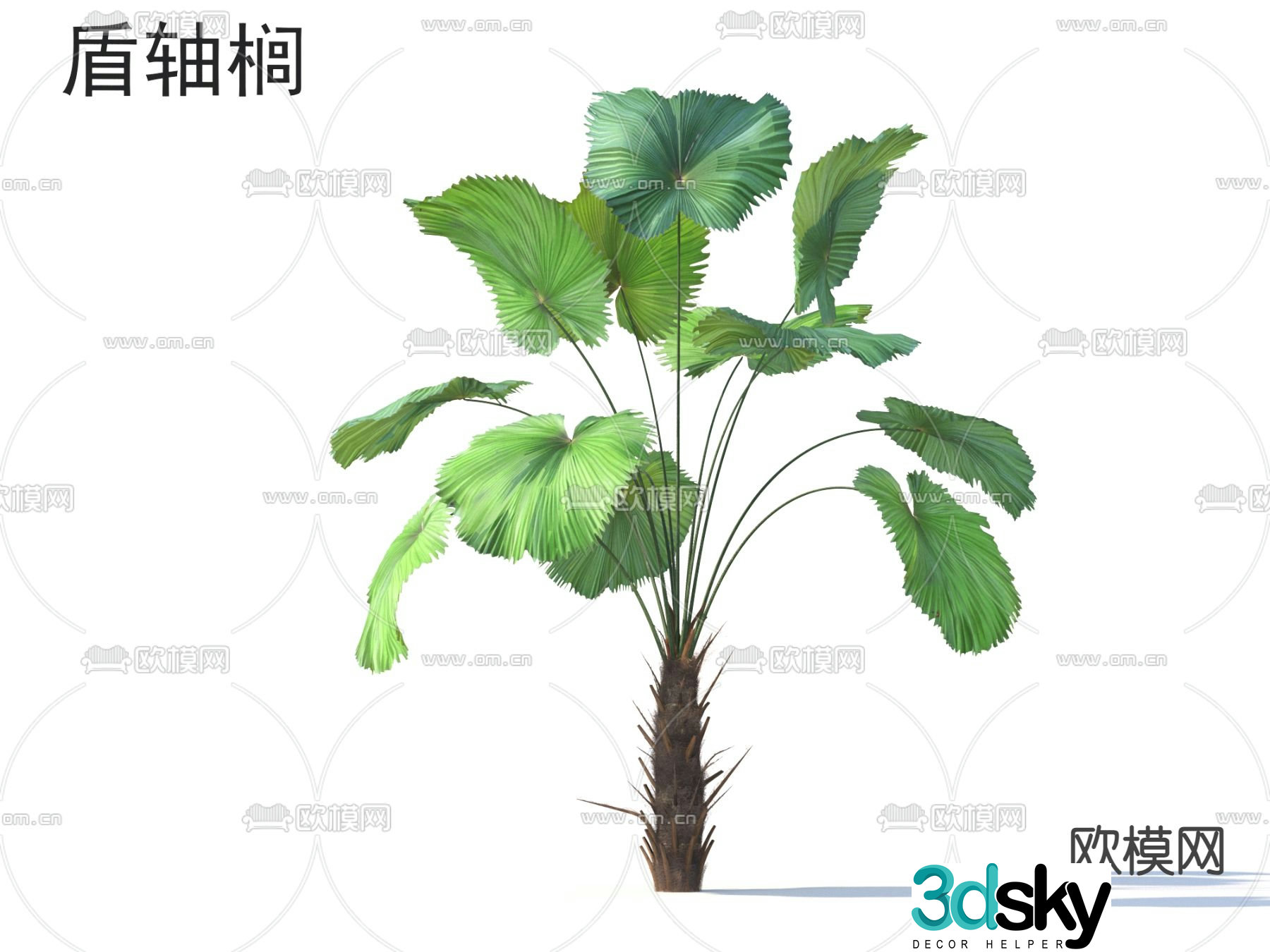 Shield axle tree plant 3d model
