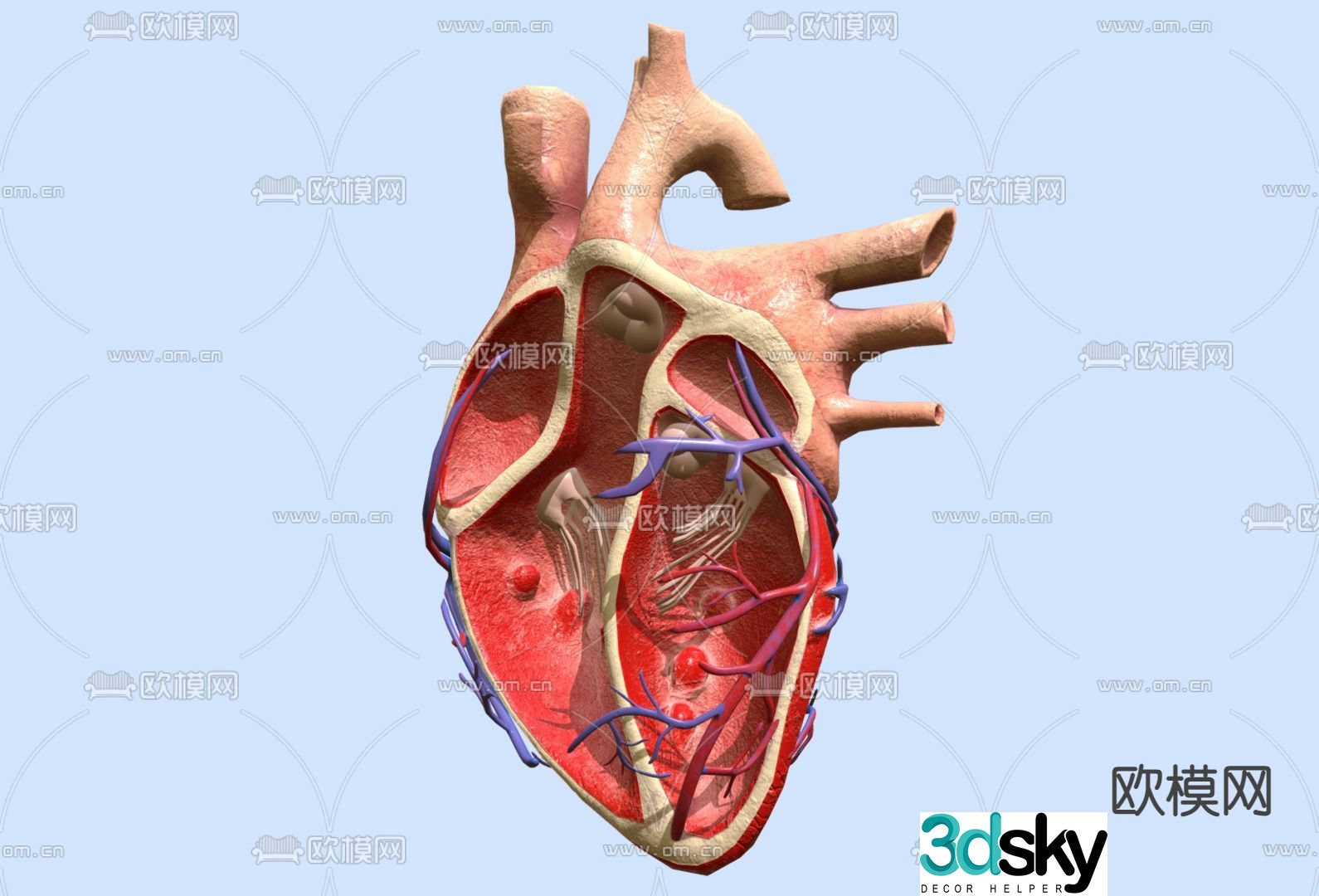 Medical equipment heart anatomy mold 3d model