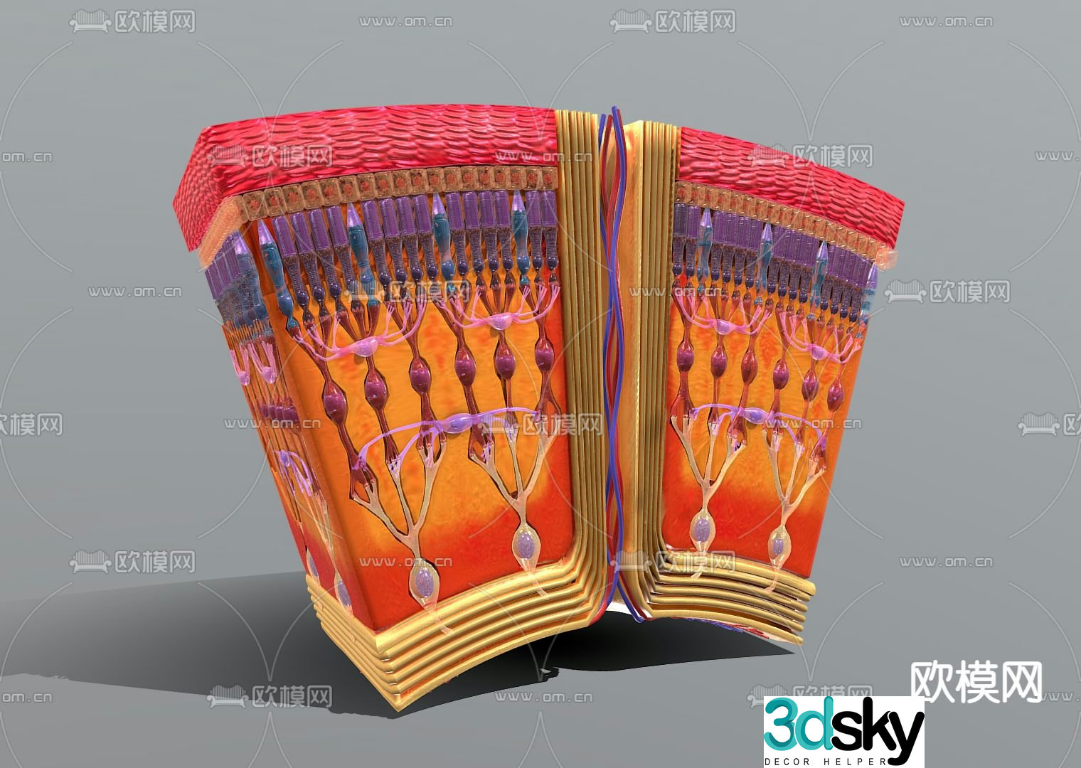 Medical Equipment Cross Section HD Retina 3d Model