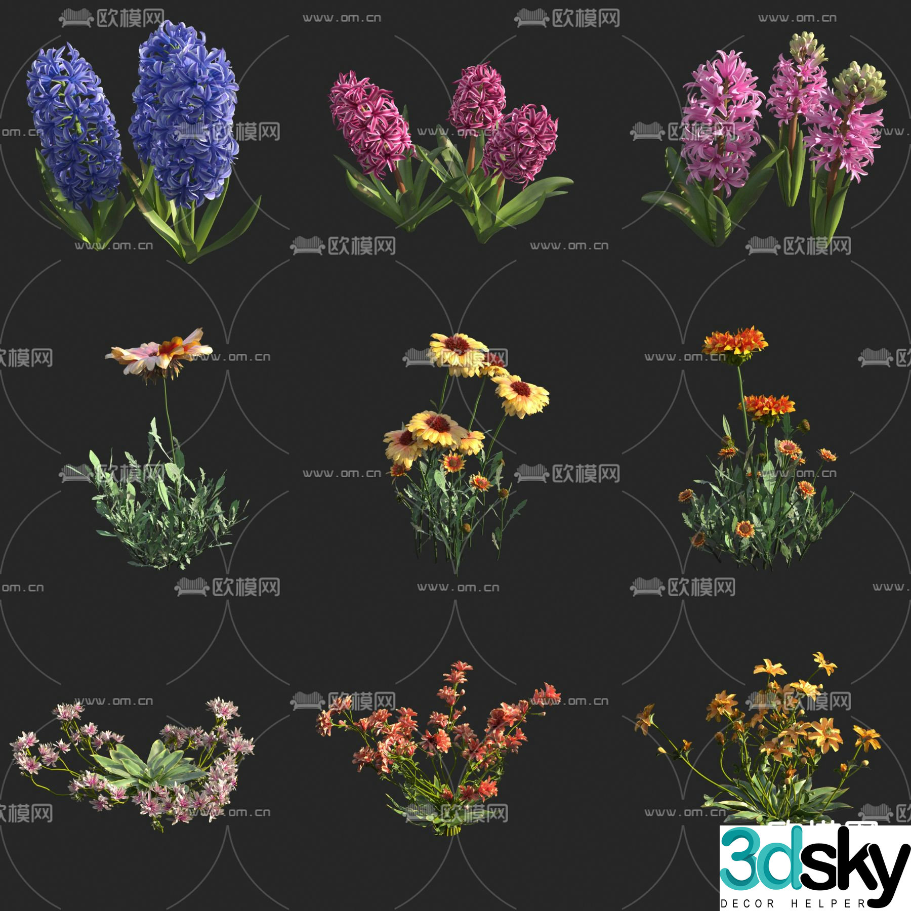 Hyacinth Chrysanthemum Flowers and Plants 3D Model