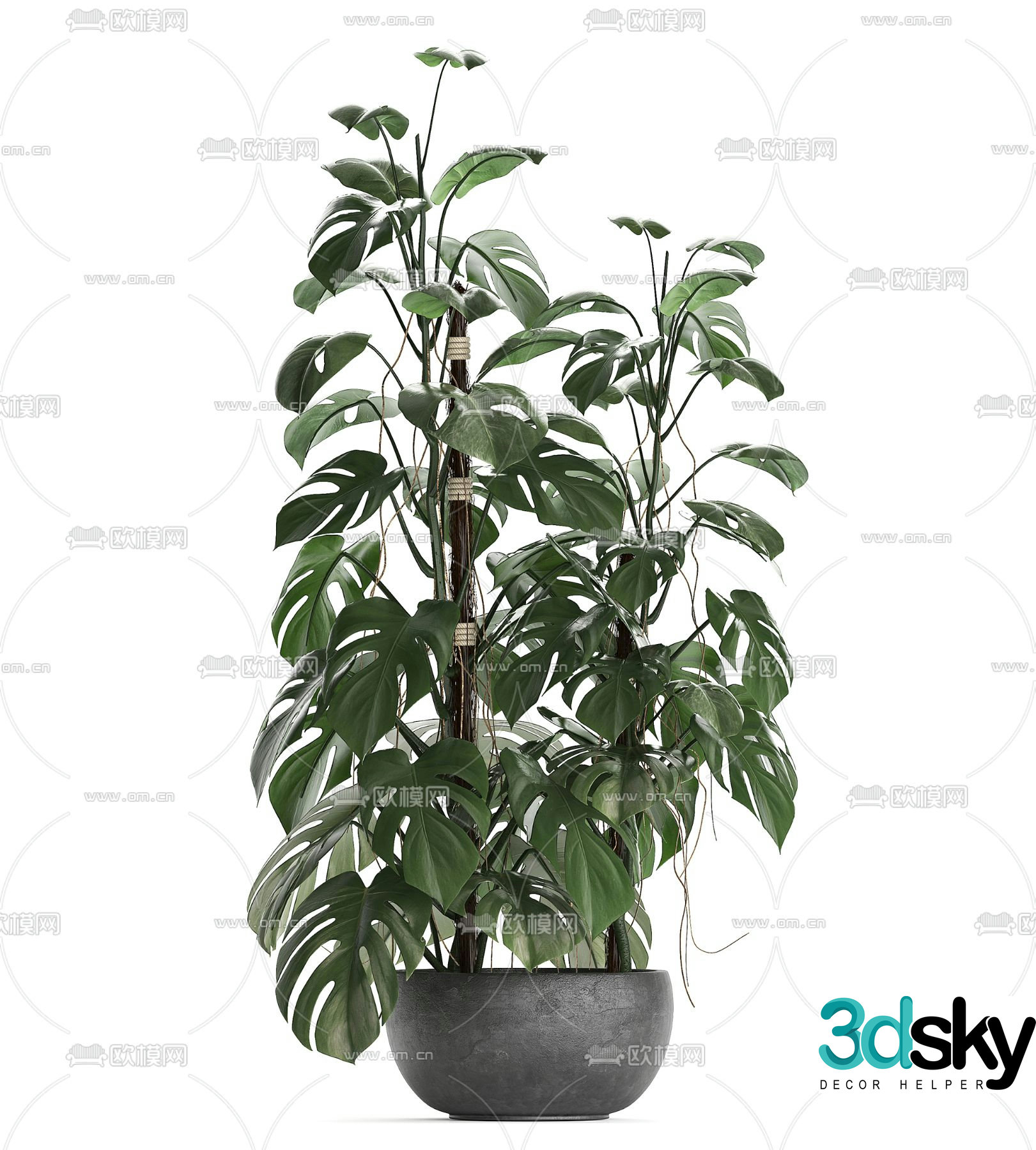 Turtle back leaves potted green plants 3d model