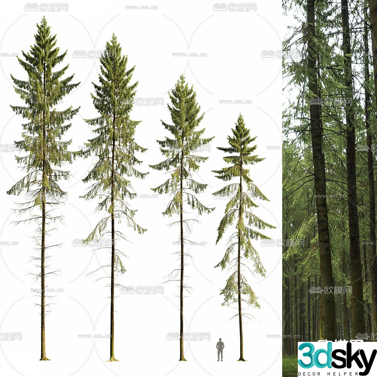 spruce pine trees 3d model