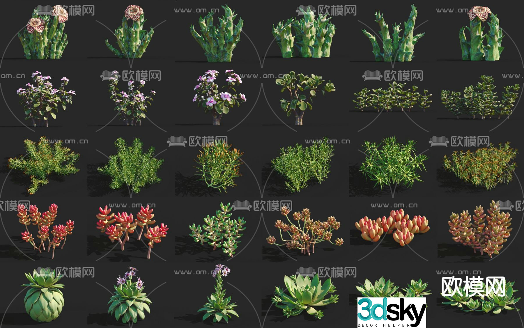 Succulents shrub 3d model