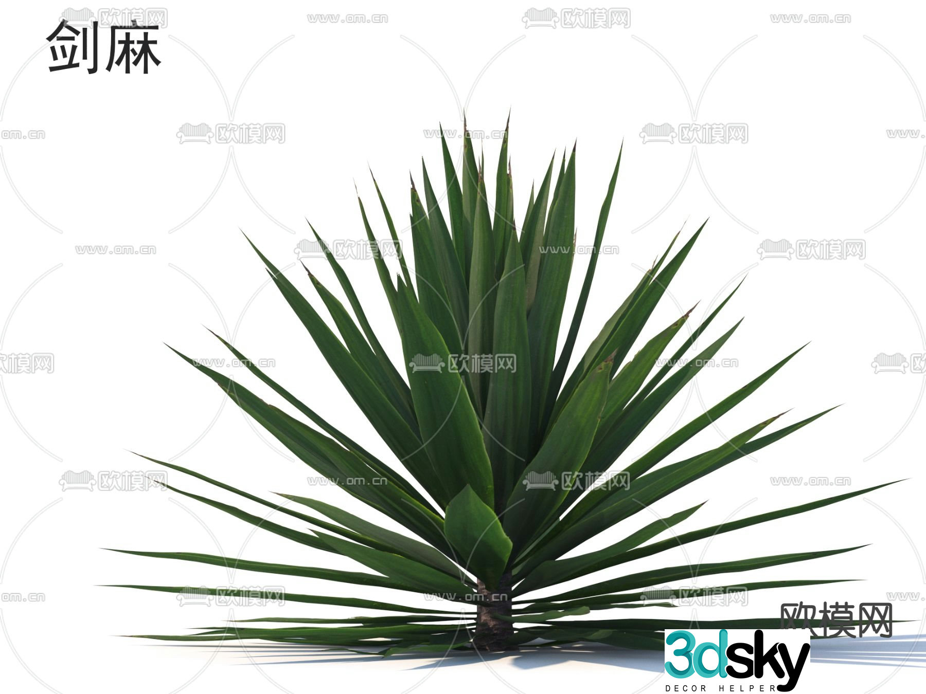 sisal flowers shrub 3d model