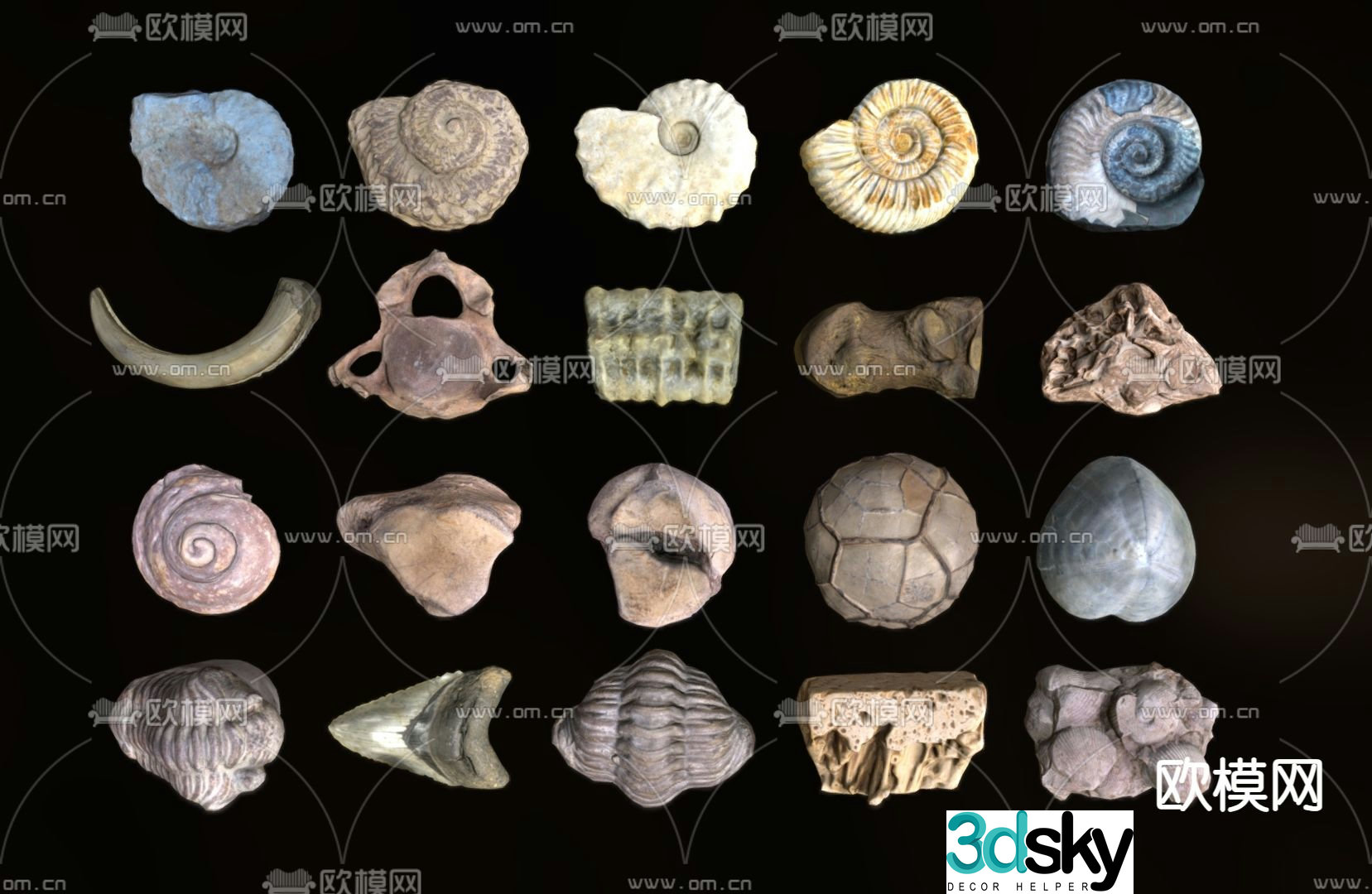 stone conch fossil landscape stone 3d model