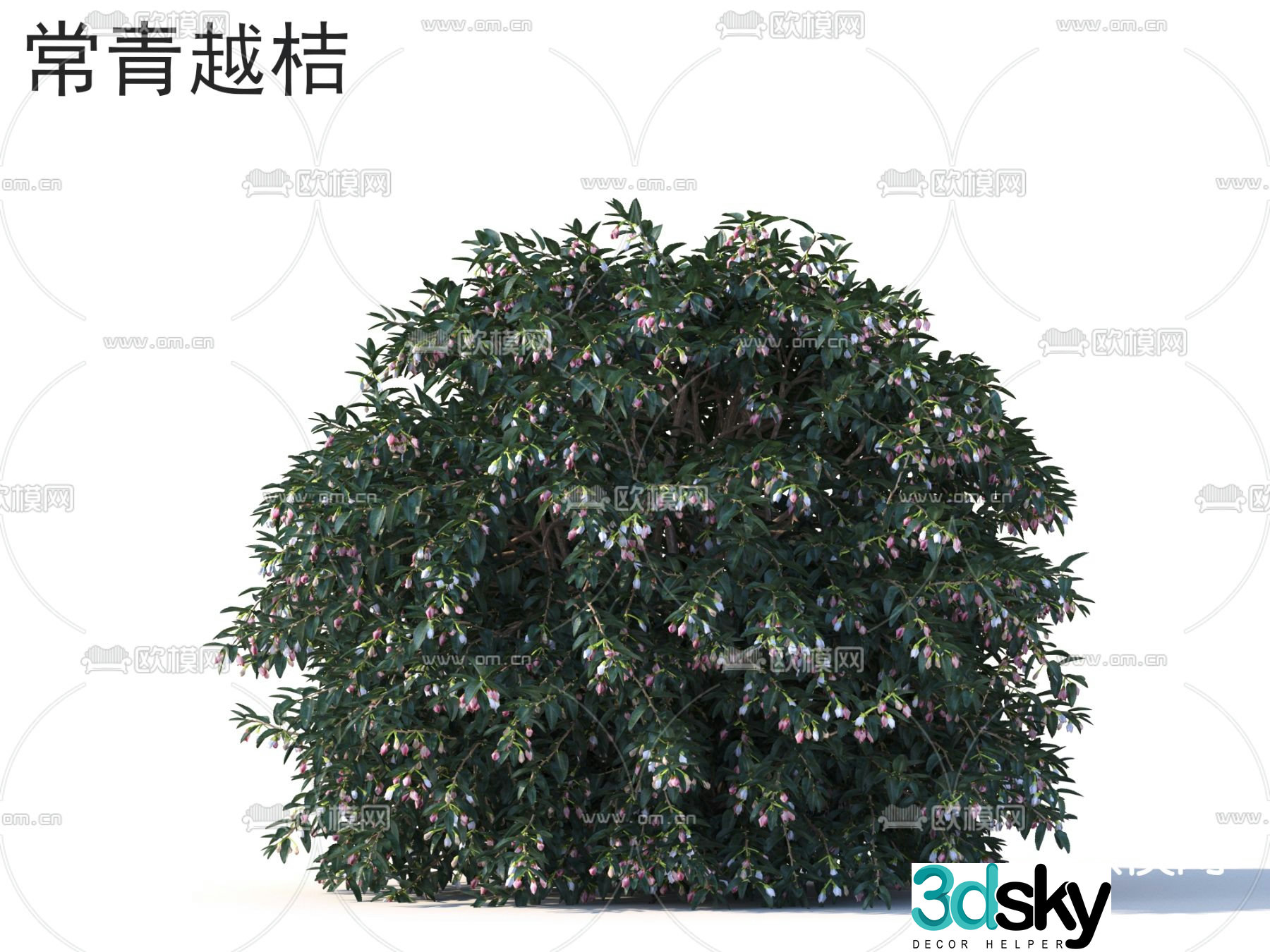 Evergreen bilberry flowers plants shrubs 3d model
