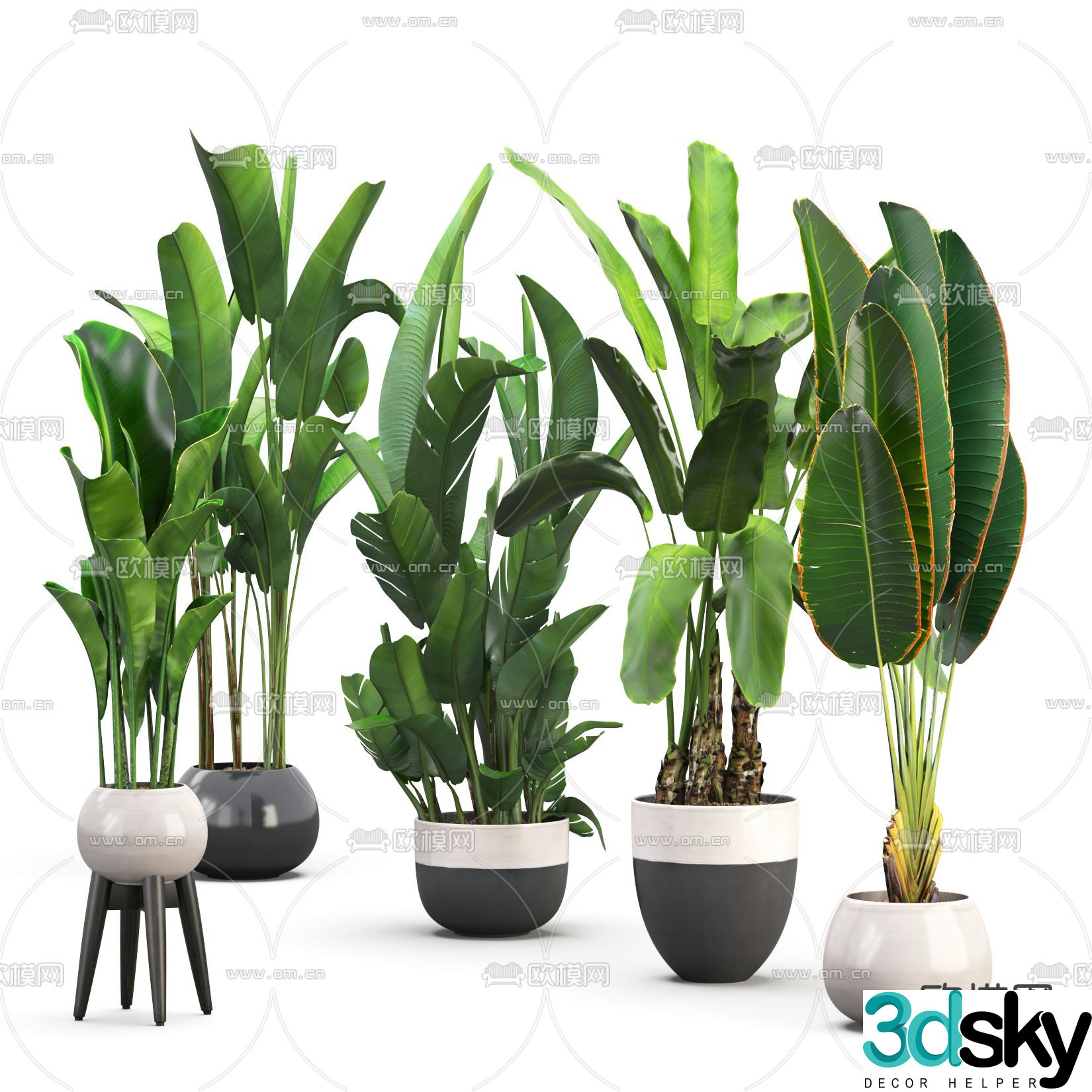 potted plant bonsai banana canna 3d model