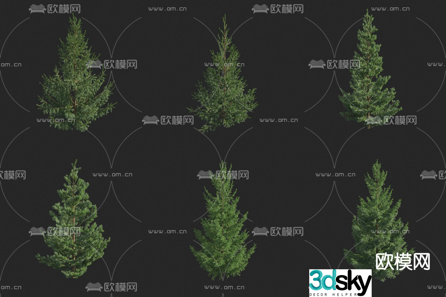 White bark spruce European spruce Norway spruce Large fir 3d model