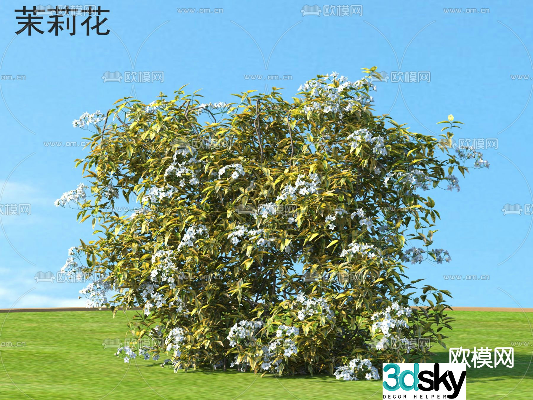 Jasmine flowers plants and shrubs 3d model