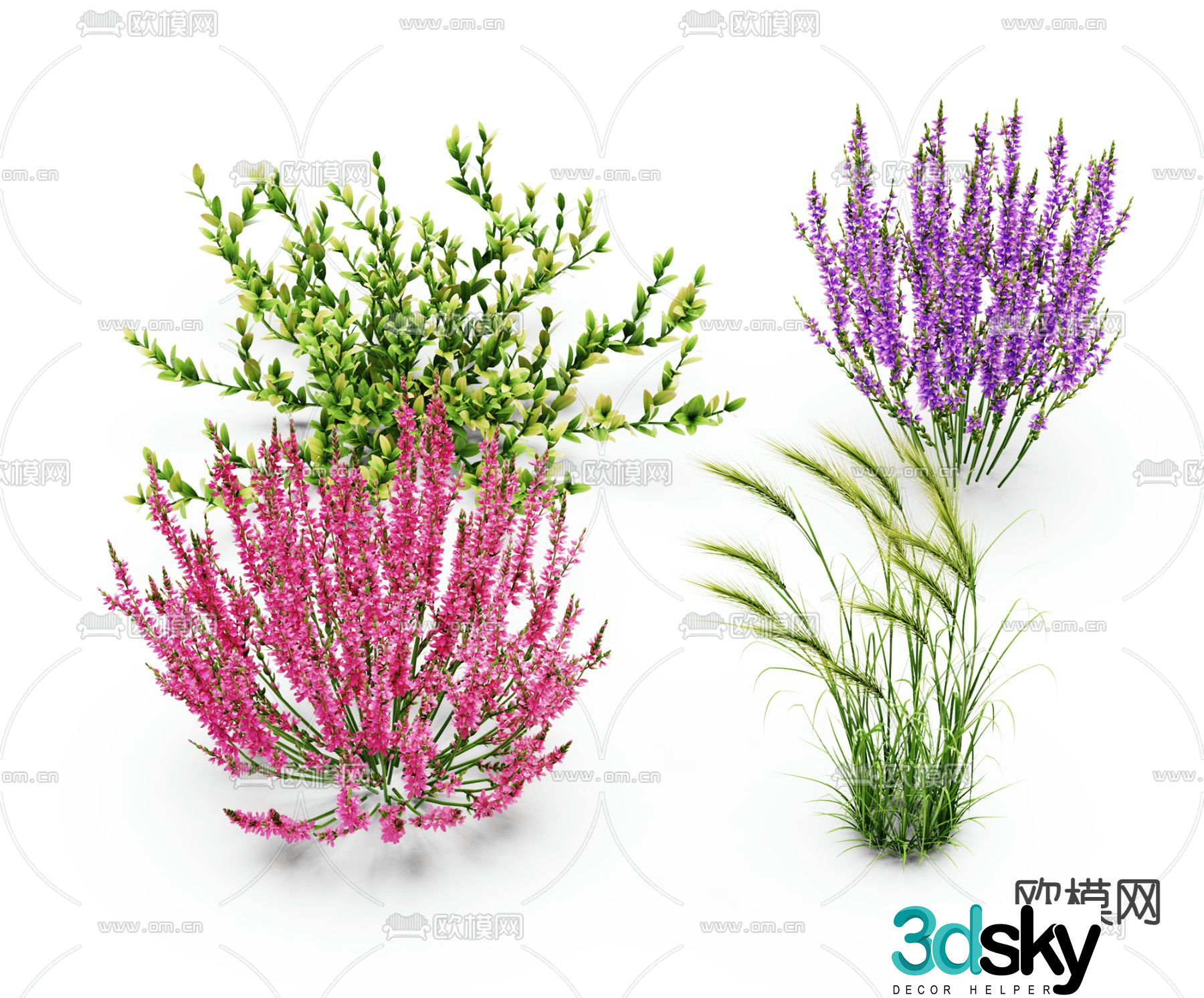 Flowers flowers Setaria 3d model