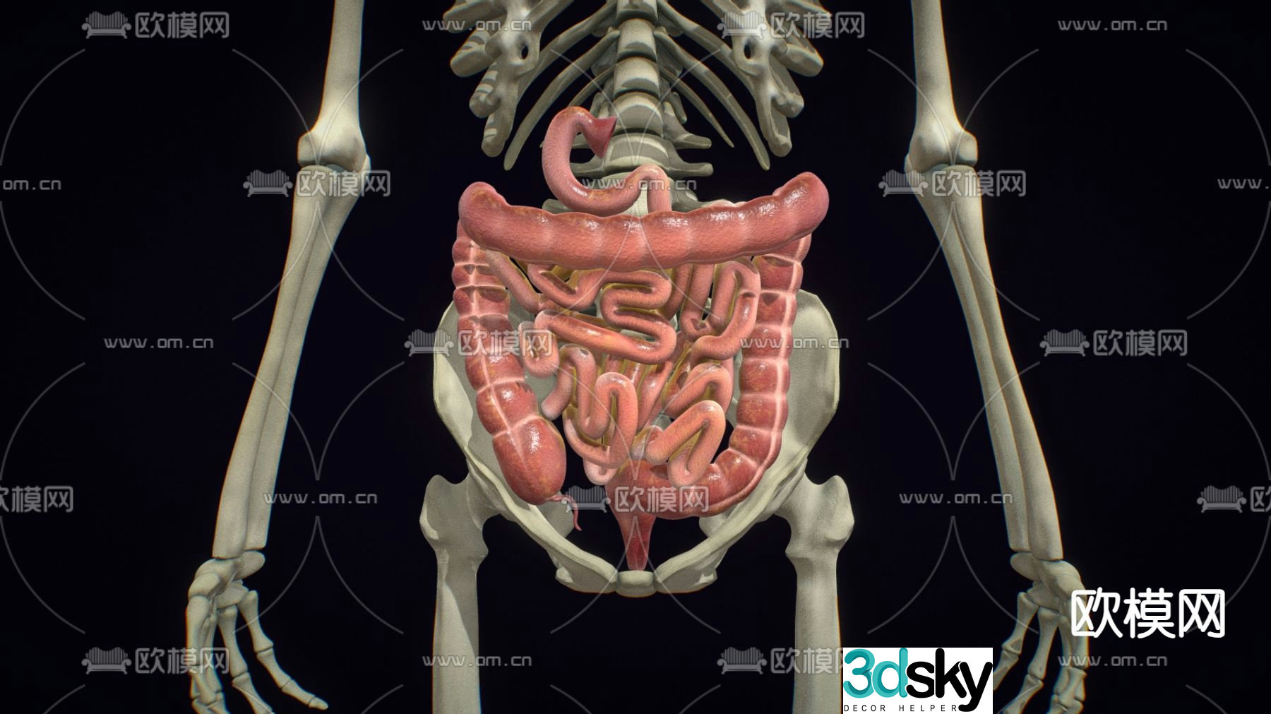 Medical Supplies Large Intestine Small Intestine Medical Supplies 3D Model