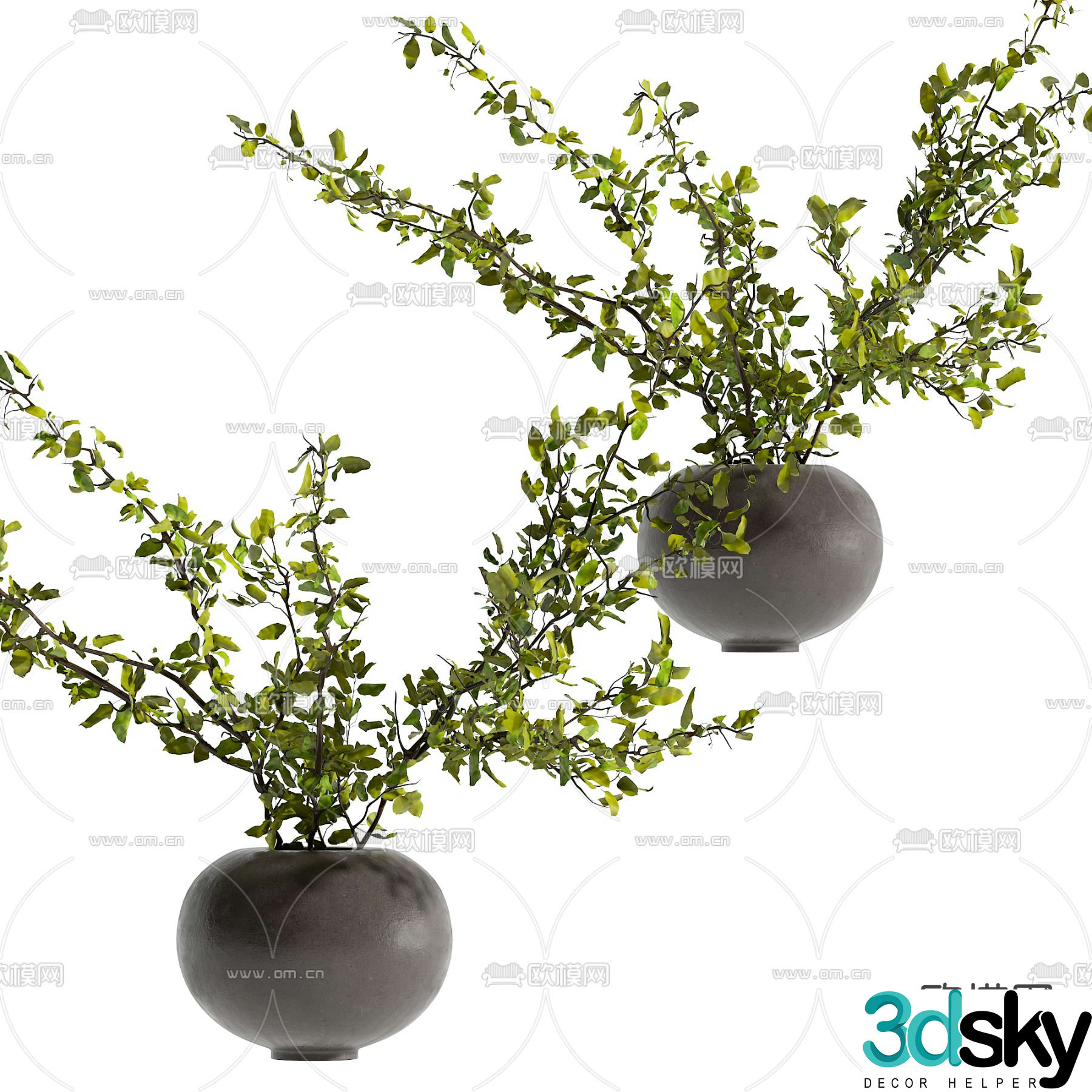 Green plant potted bonsai 3d model
