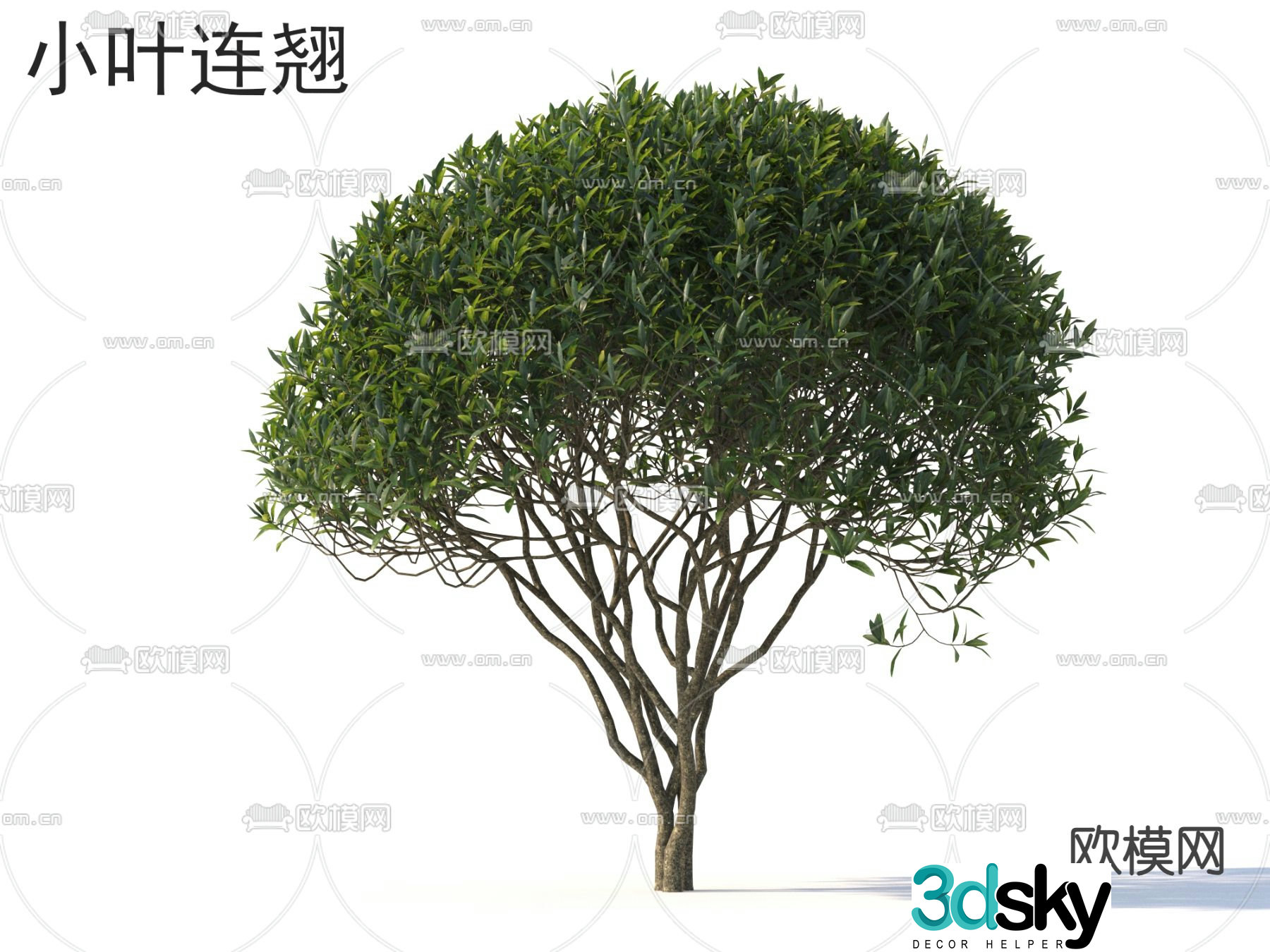 Small leaf forsythia small tree tree 3d model
