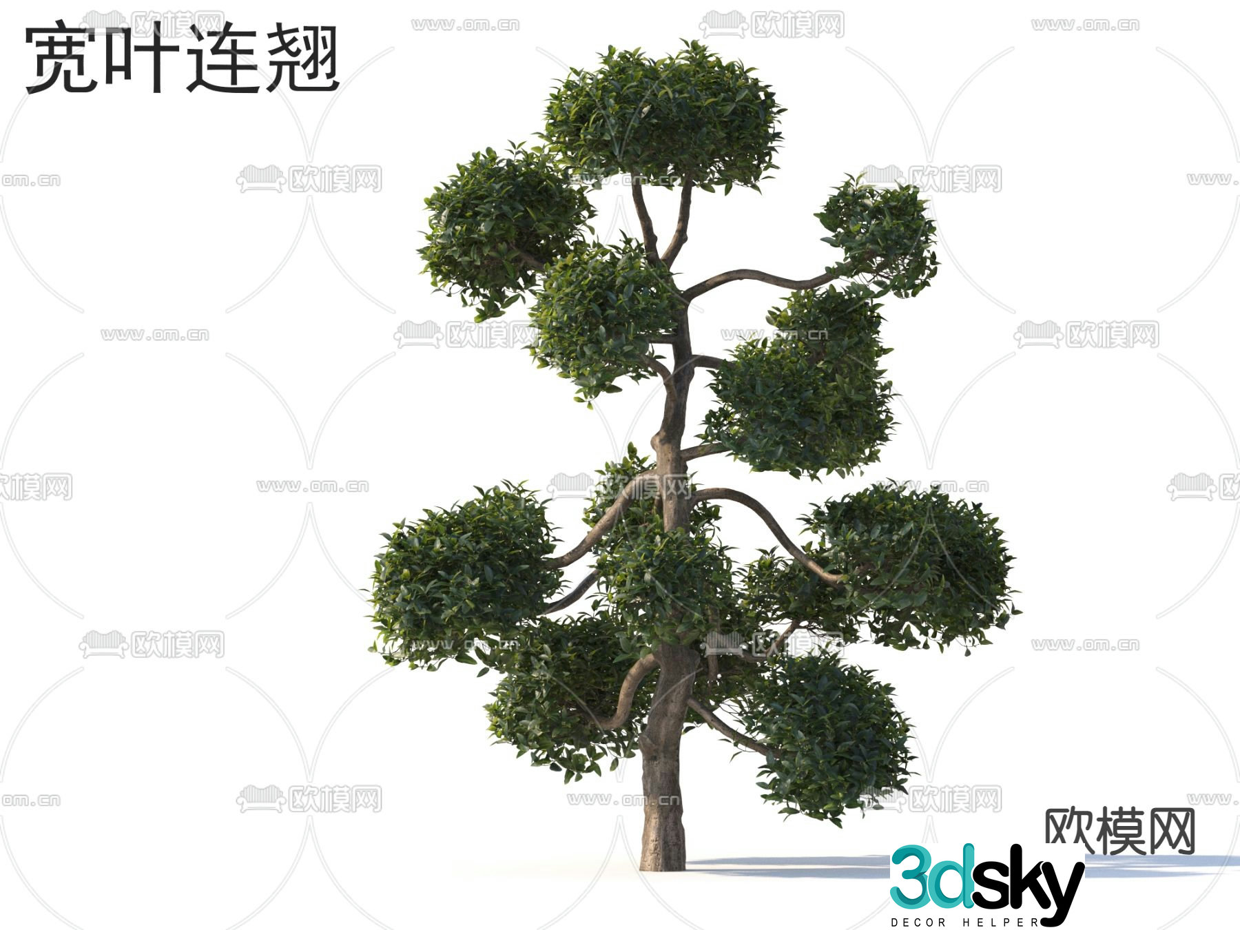 Wide leaf forsythia tree tree 3d model