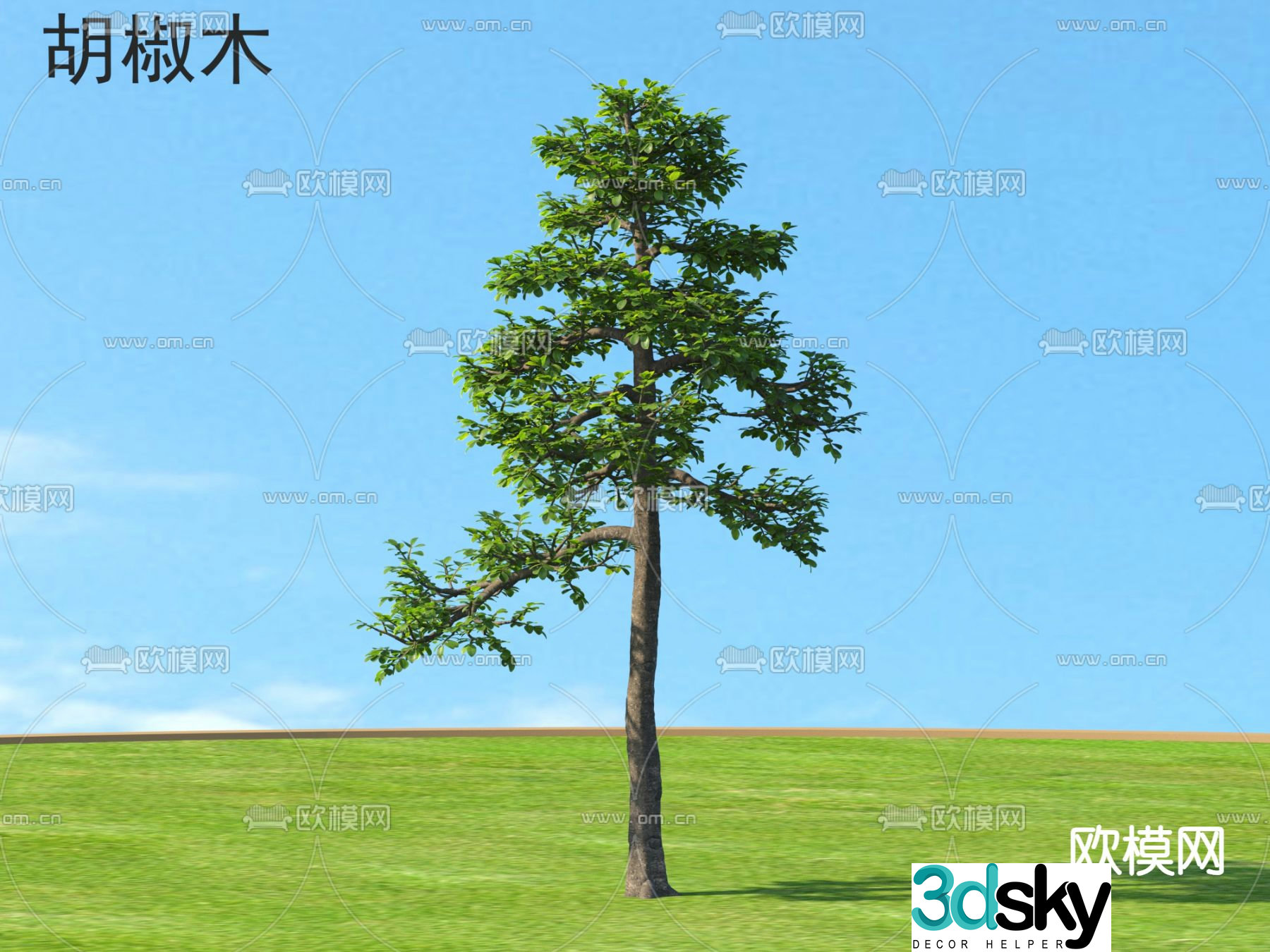 Pepperwood small trees tree plant 3d model