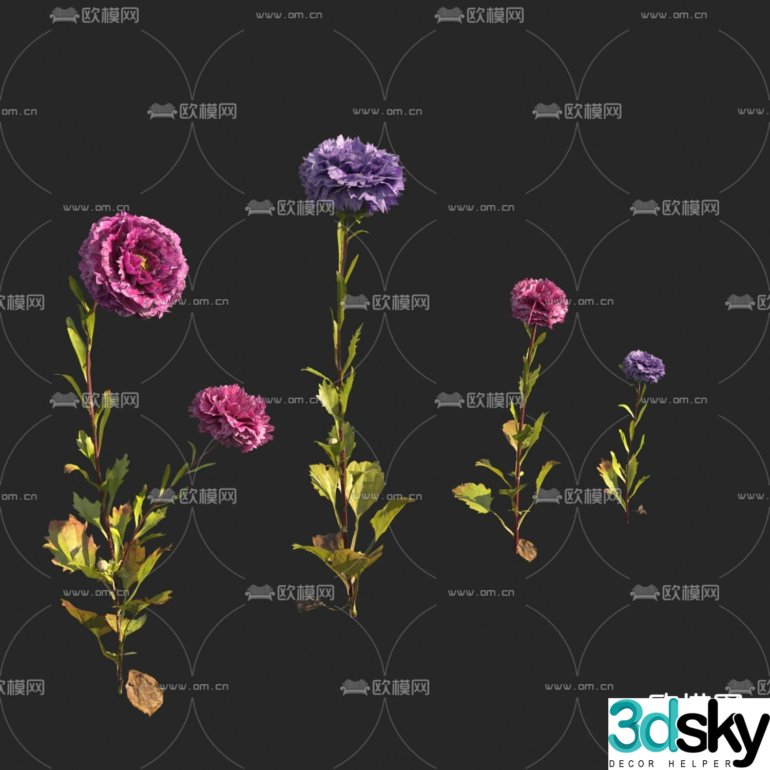 Asters Asters Flowers and Plants 3D Model