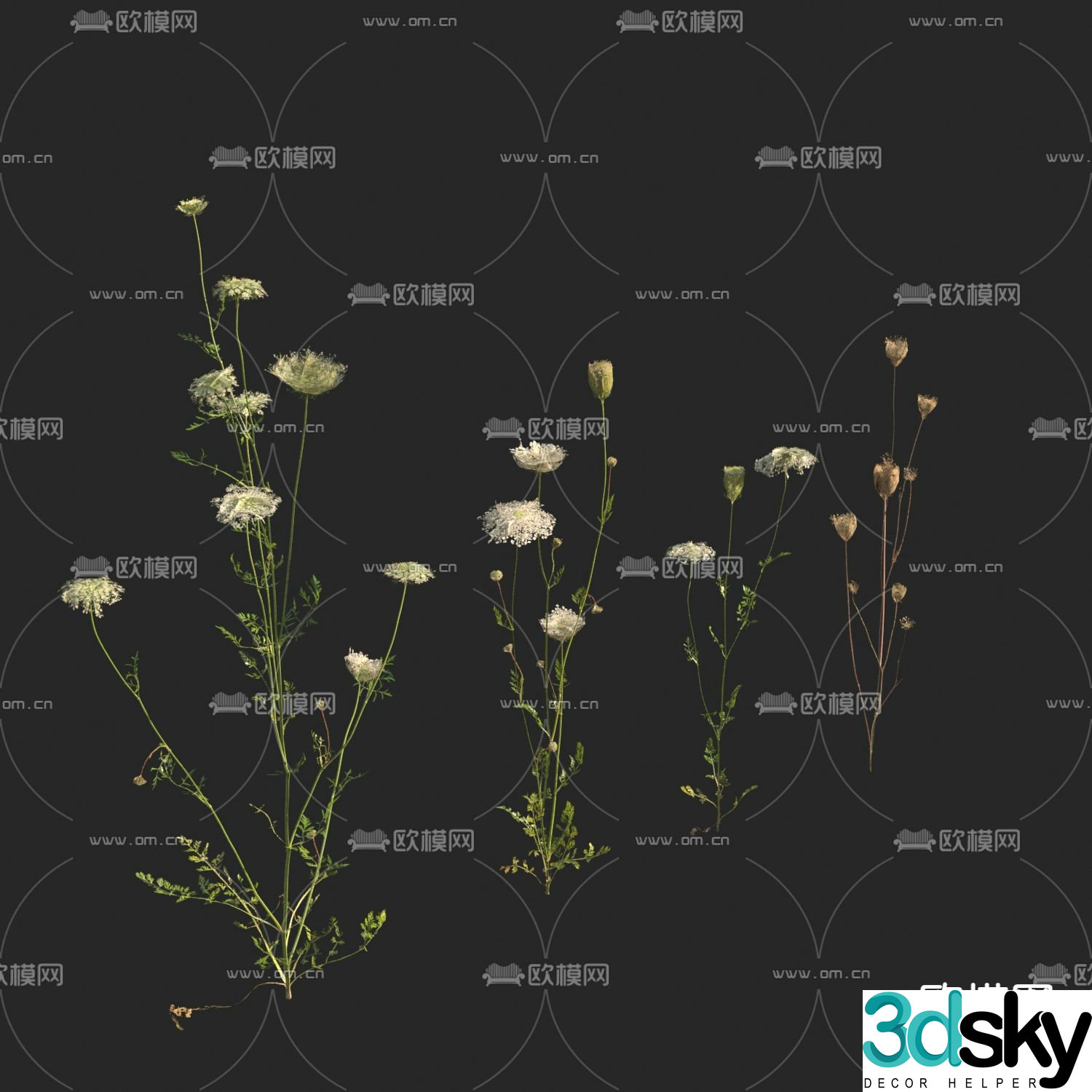 Crops Carrot Seedlings 3D Model