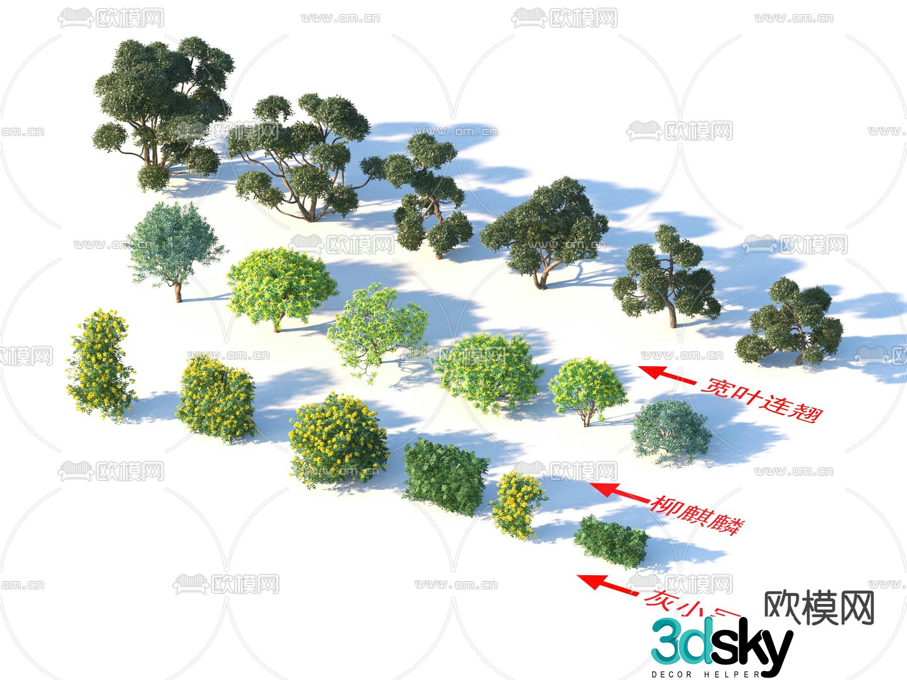 Flowers and plants Gray small crown flower Wide leaf forsythia 3d model