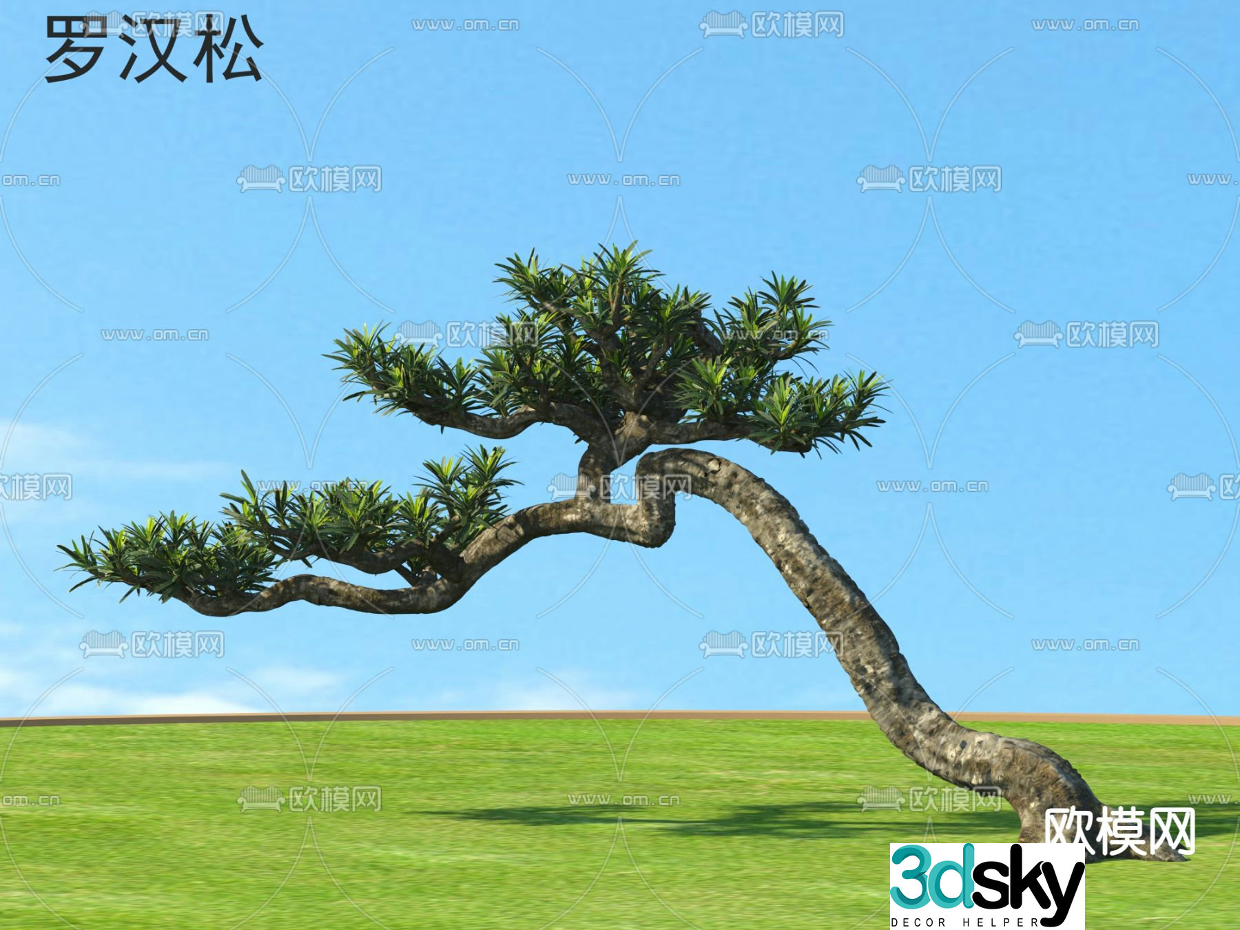 Populus Arhat Small Tree Tree Pine Tree 3D Model