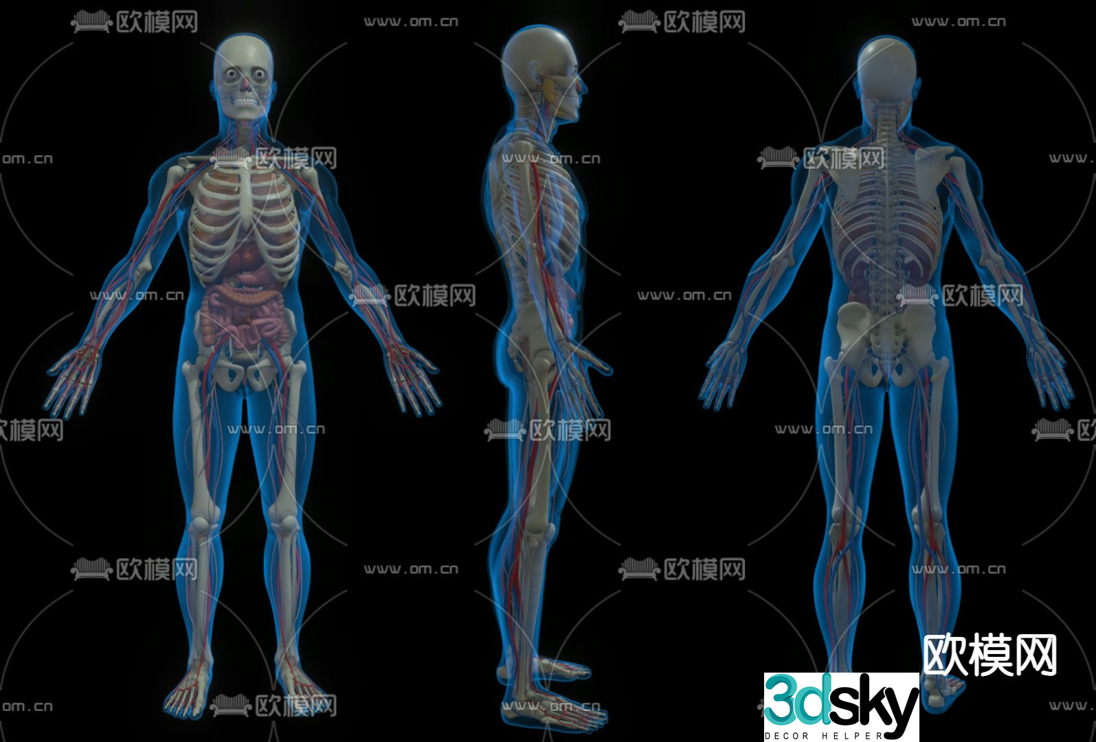Medical equipment human body structure 3d model