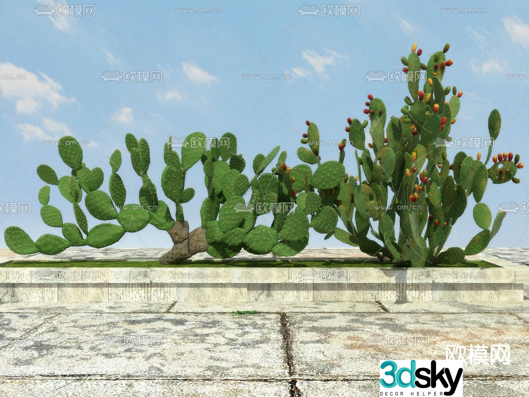 Tropical Plant Cactus 3D Model