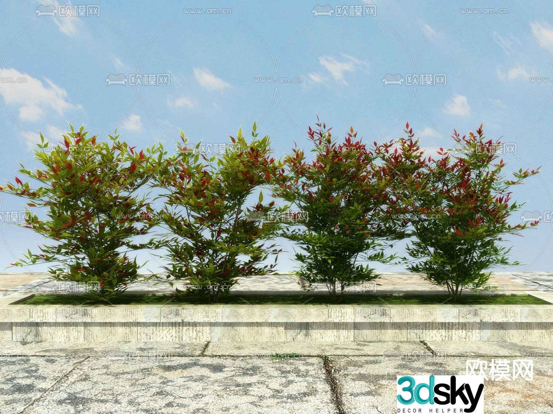 Shrub plant nandina 3d model