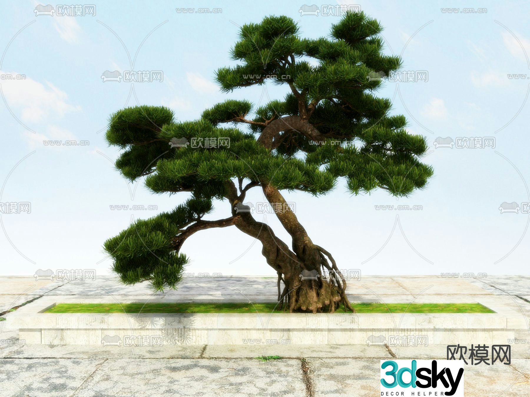 New Chinese-style pine tree Podocarat Welcoming Pine 3D model