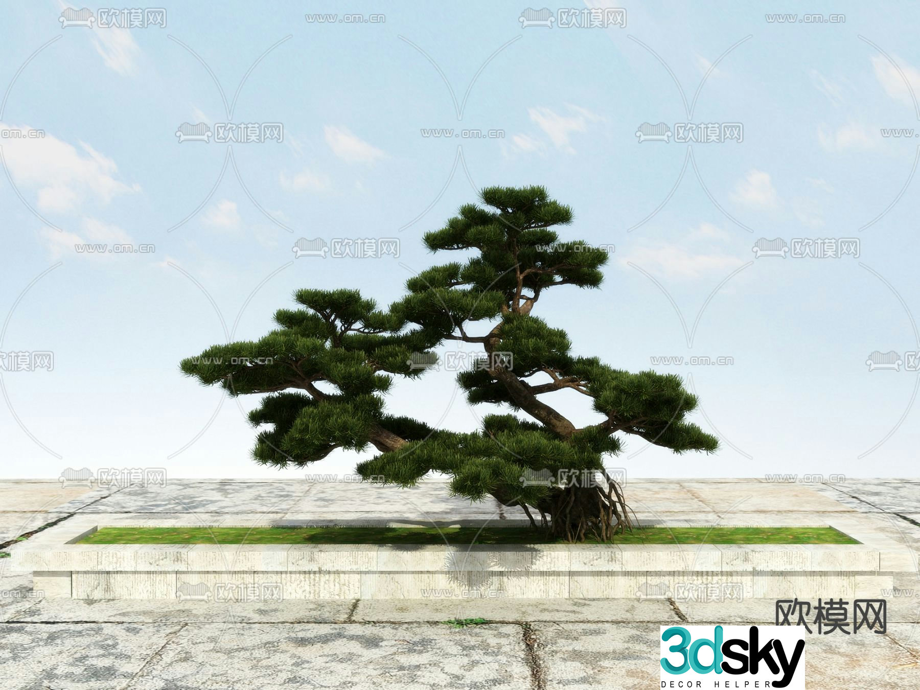 New Chinese-style pine tree Podocarat Welcoming Pine 3D model